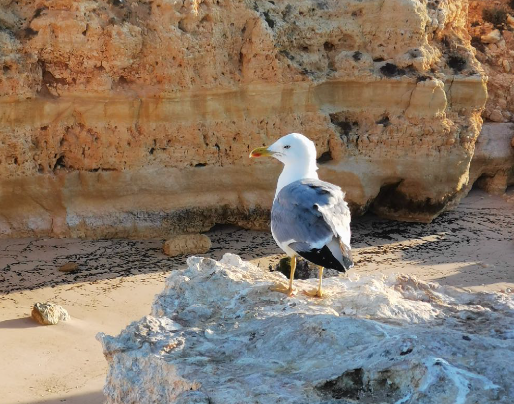 Zoom-Avec-le-HONOR-20-Pro-profitez-de-jusquà-30X-de-zoom-digitale-