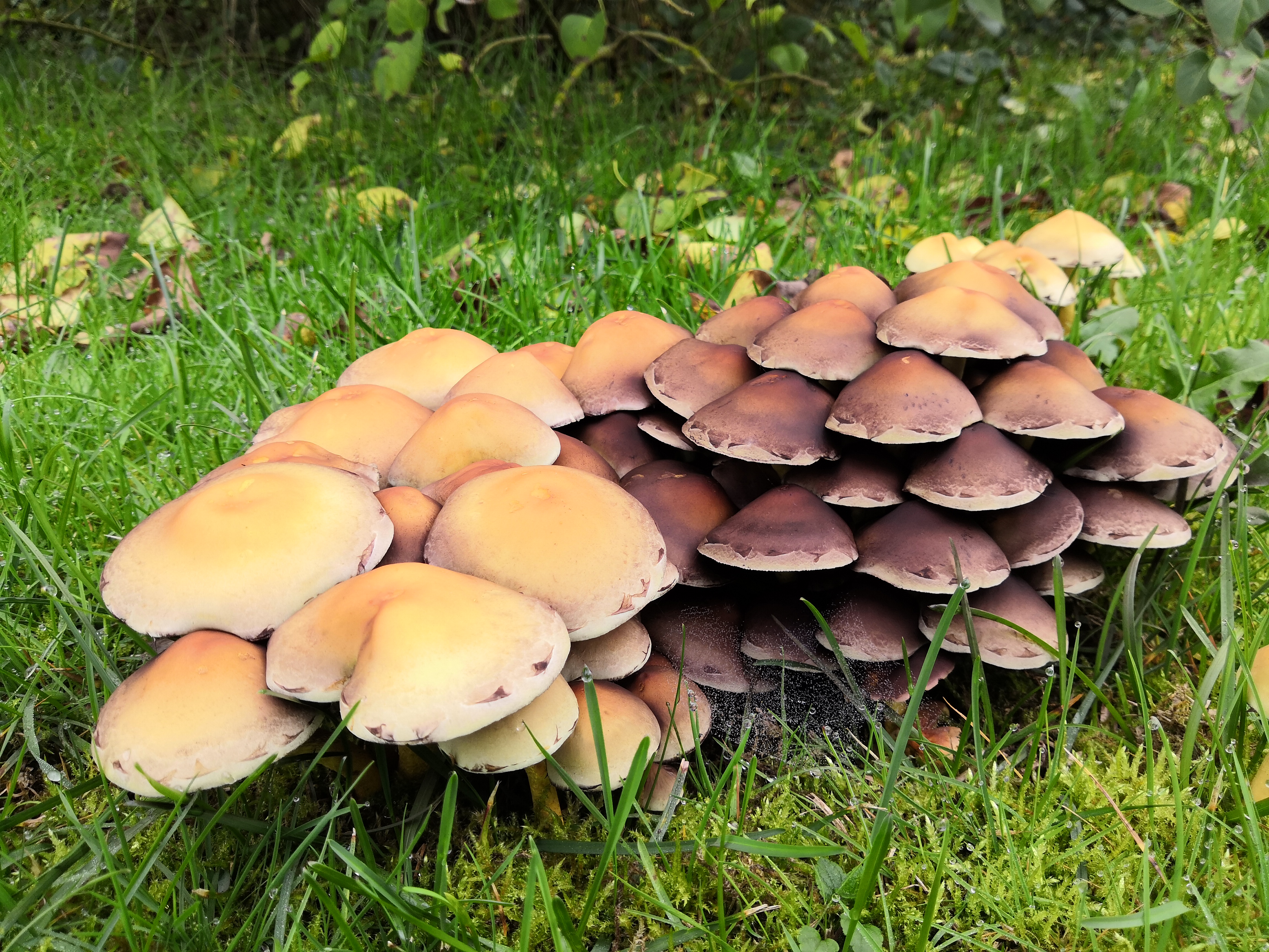 Capture-et-Partage-Champignons