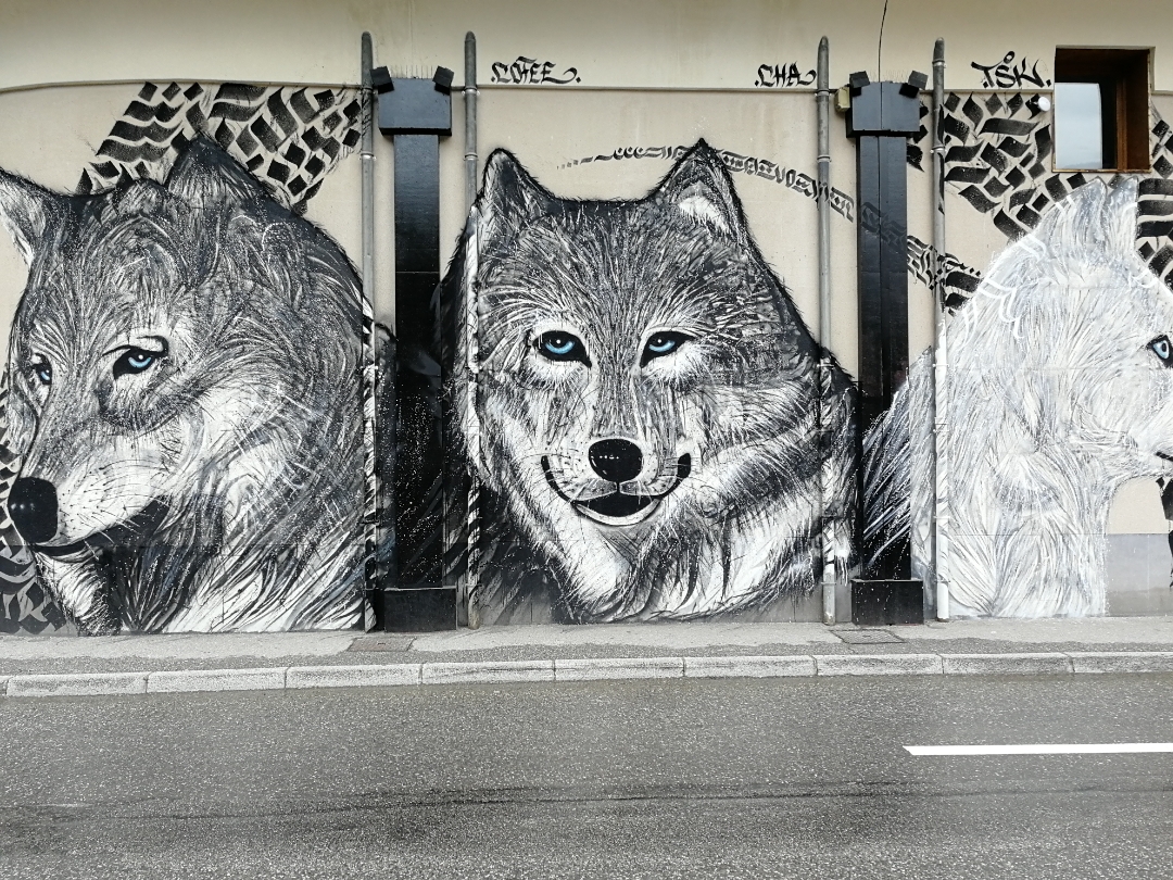 Belle-photo-de-loup-sur-un-mur