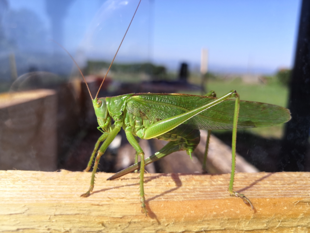 visite-sans-invitation