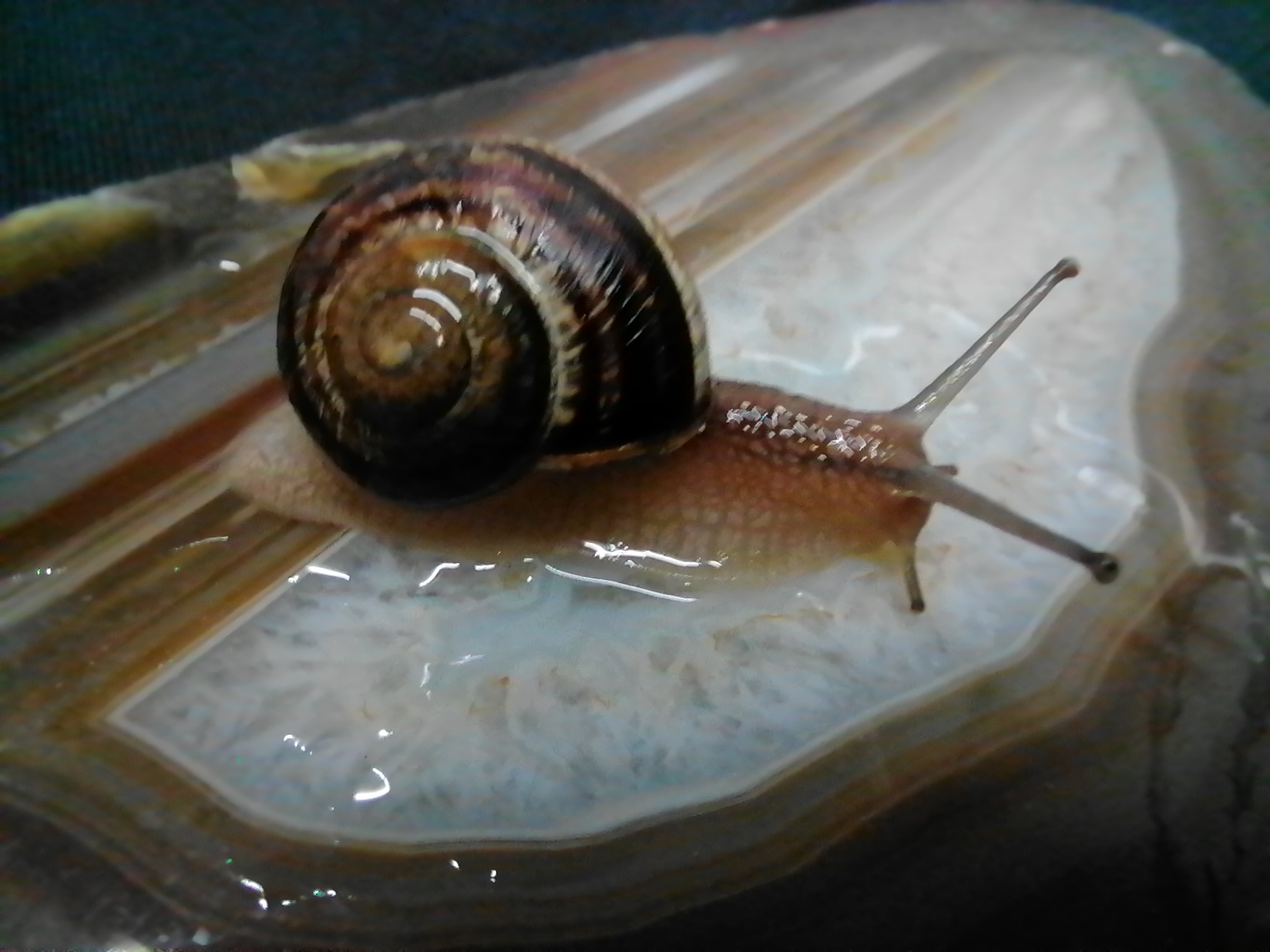 pimg-srchttpsiforum-dechihonorcomfrdataimages202011219b4054c2-552c