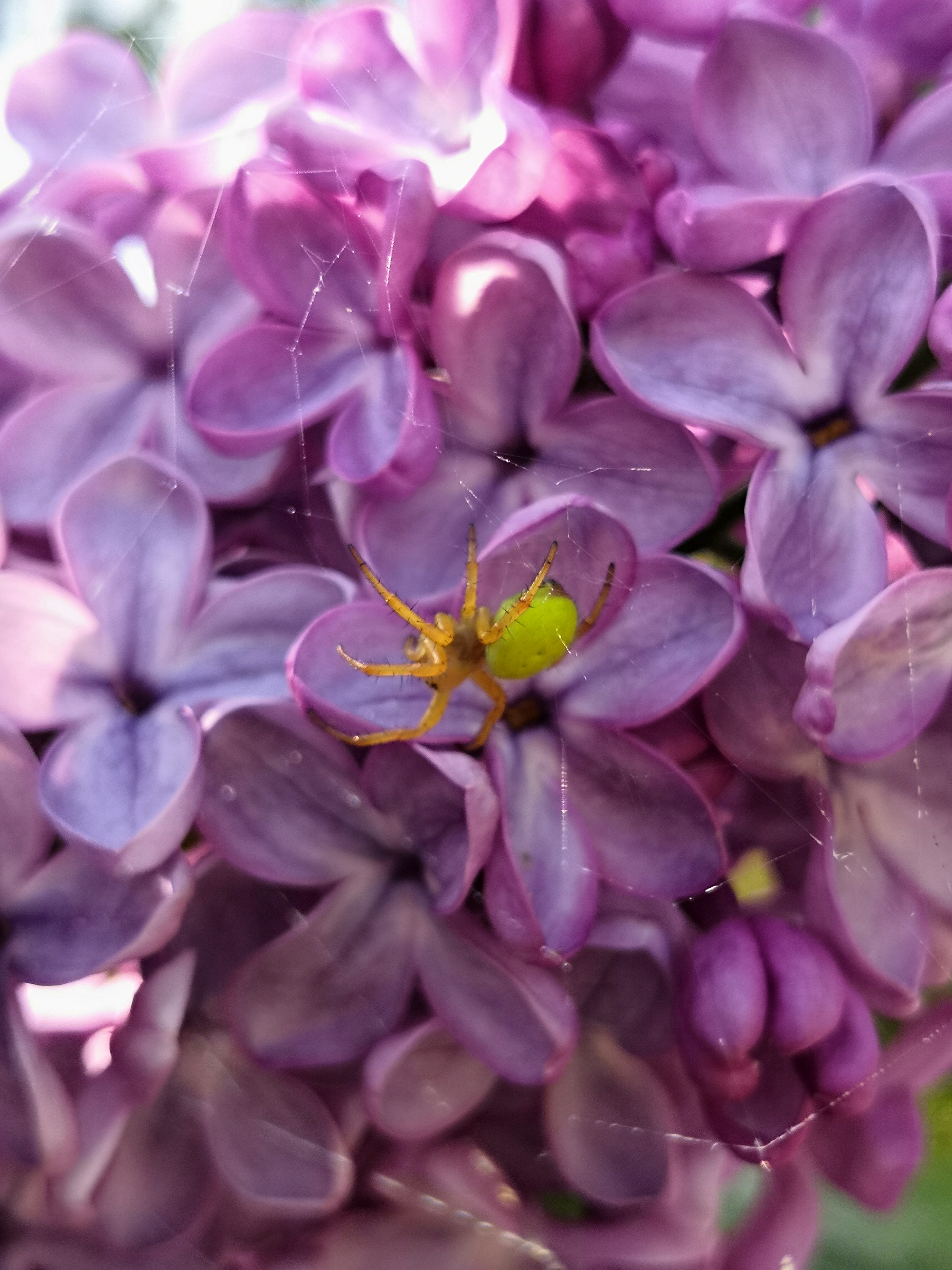 Lilas
