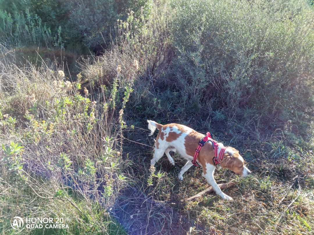 pimg-srchttpsiforum-dechihonorcomfrdataimages20201213eaab4fa9-5785