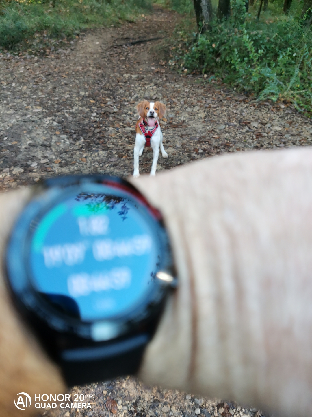 pimg-srchttpsiforum-dechihonorcomfrdataimages20201213eaab4fa9-5785