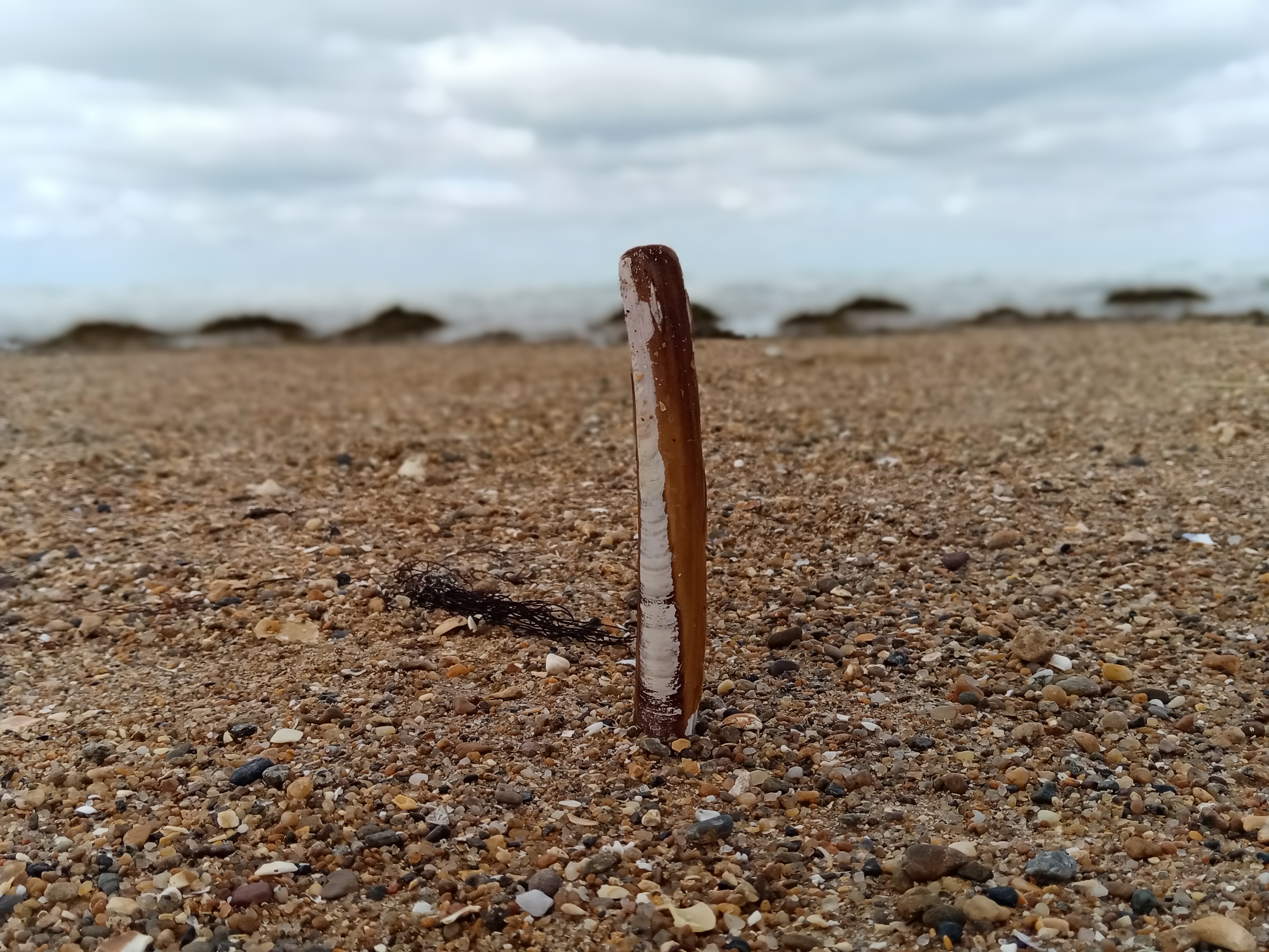 pspanBonjourspanppspanbrspanppspanAujourdhui-nous-allons-découvrir