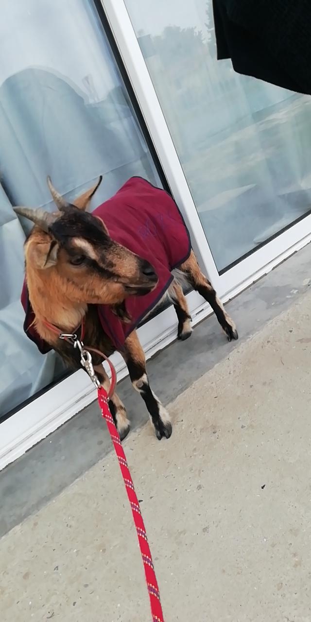 La-plus-belle-chèvre