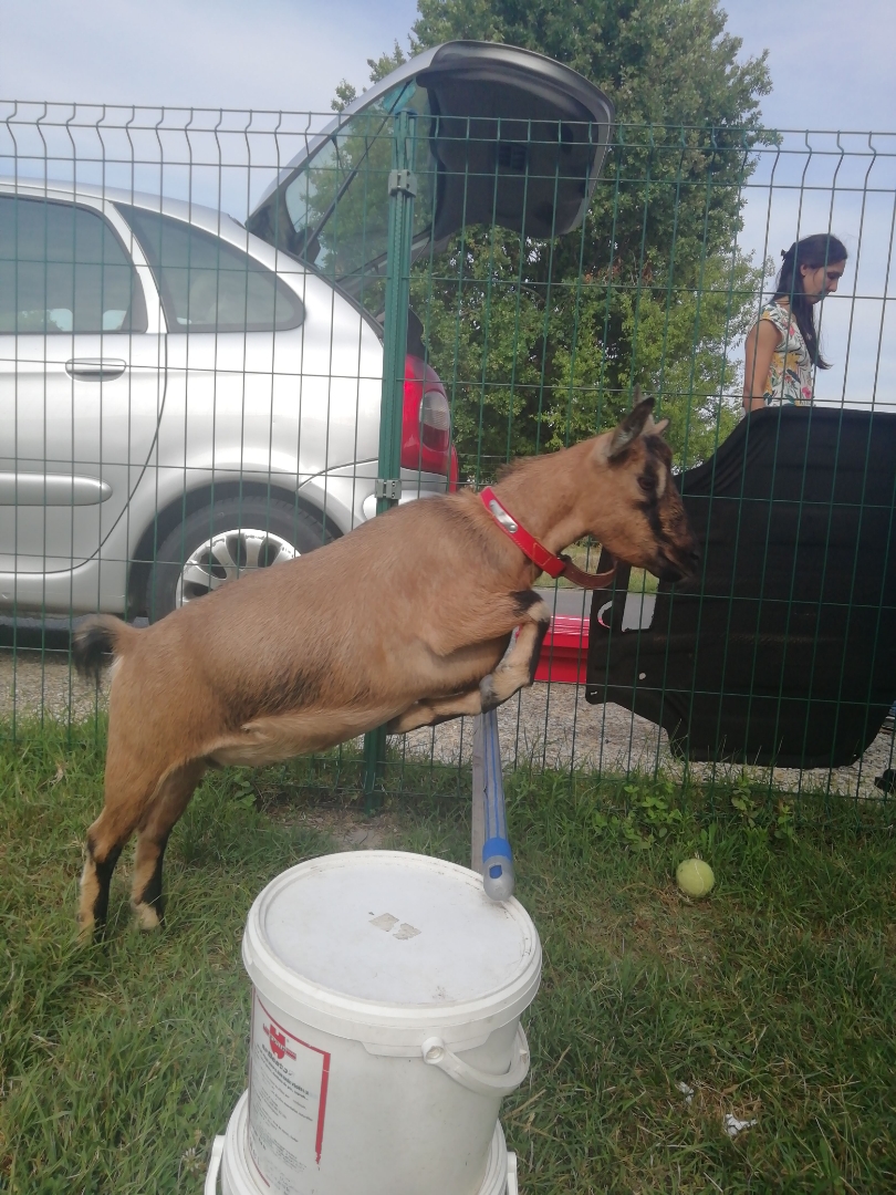 La-plus-belle-chèvre