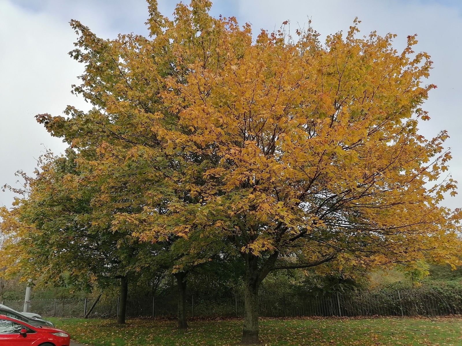 pspanemstrongBonsoir-à-tous-mes-chers