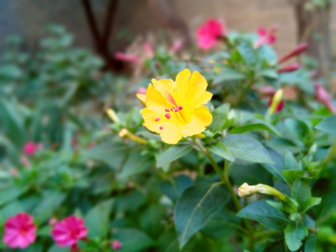 Honor-8c-overture-mode-boque-effect