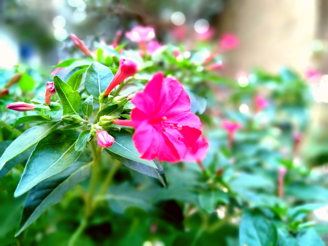 Honor-8c-overture-mode-boque-effect