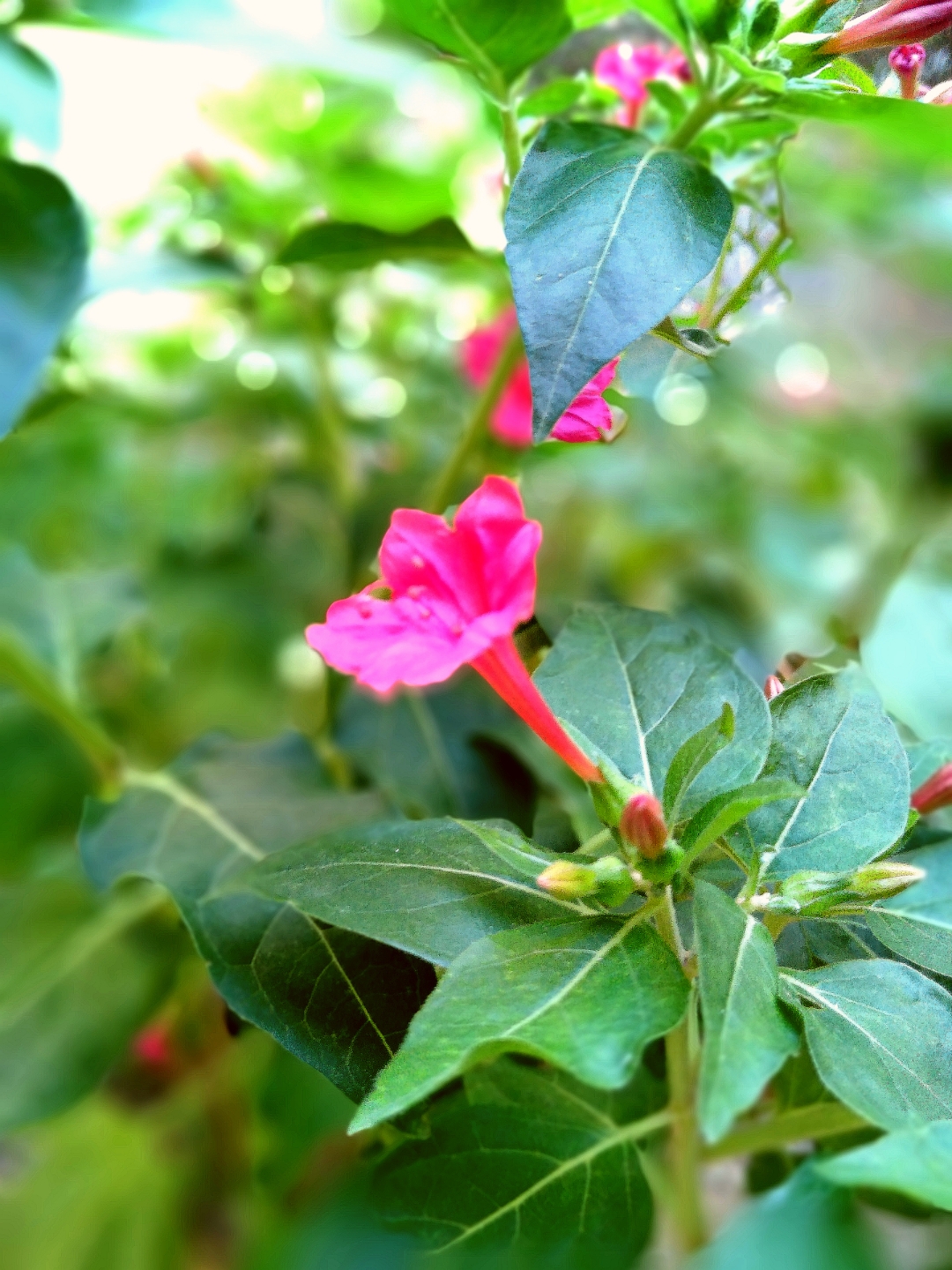 Honor-8c-overture-mode-boque-effect