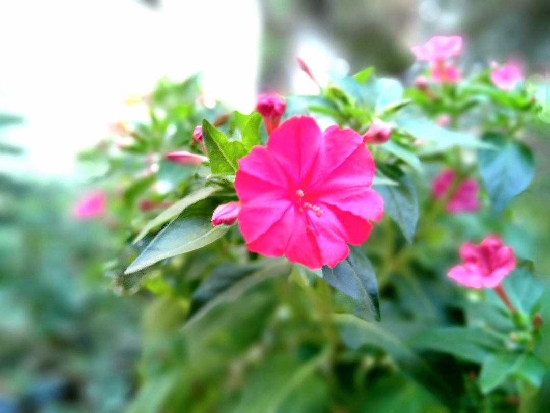 Honor-8c-overture-mode-boque-effect