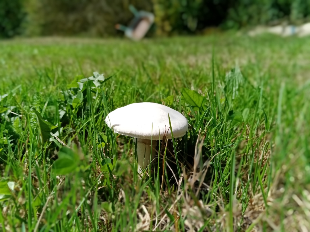 pimg-srchttpsiforum-dechihonorcomfrdataimages20208217b9b43b3-a123-403c