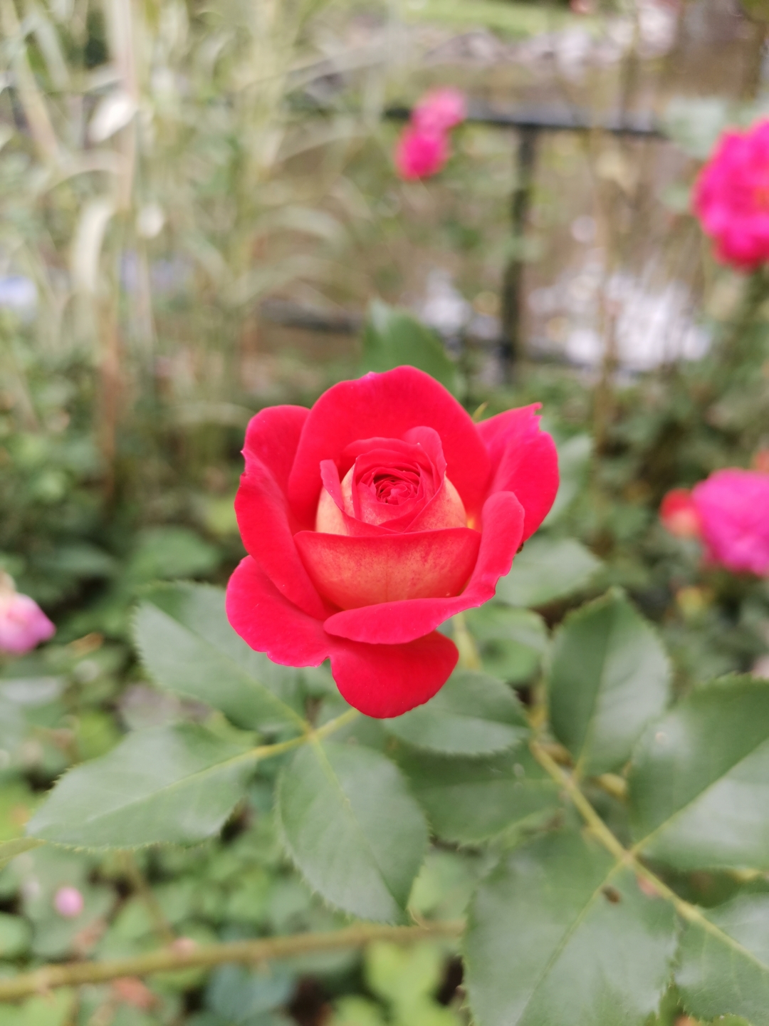 pimg-srchttpsiforum-dechihonorcomfrdataimages2020823d7d491f3-0e1e-45de