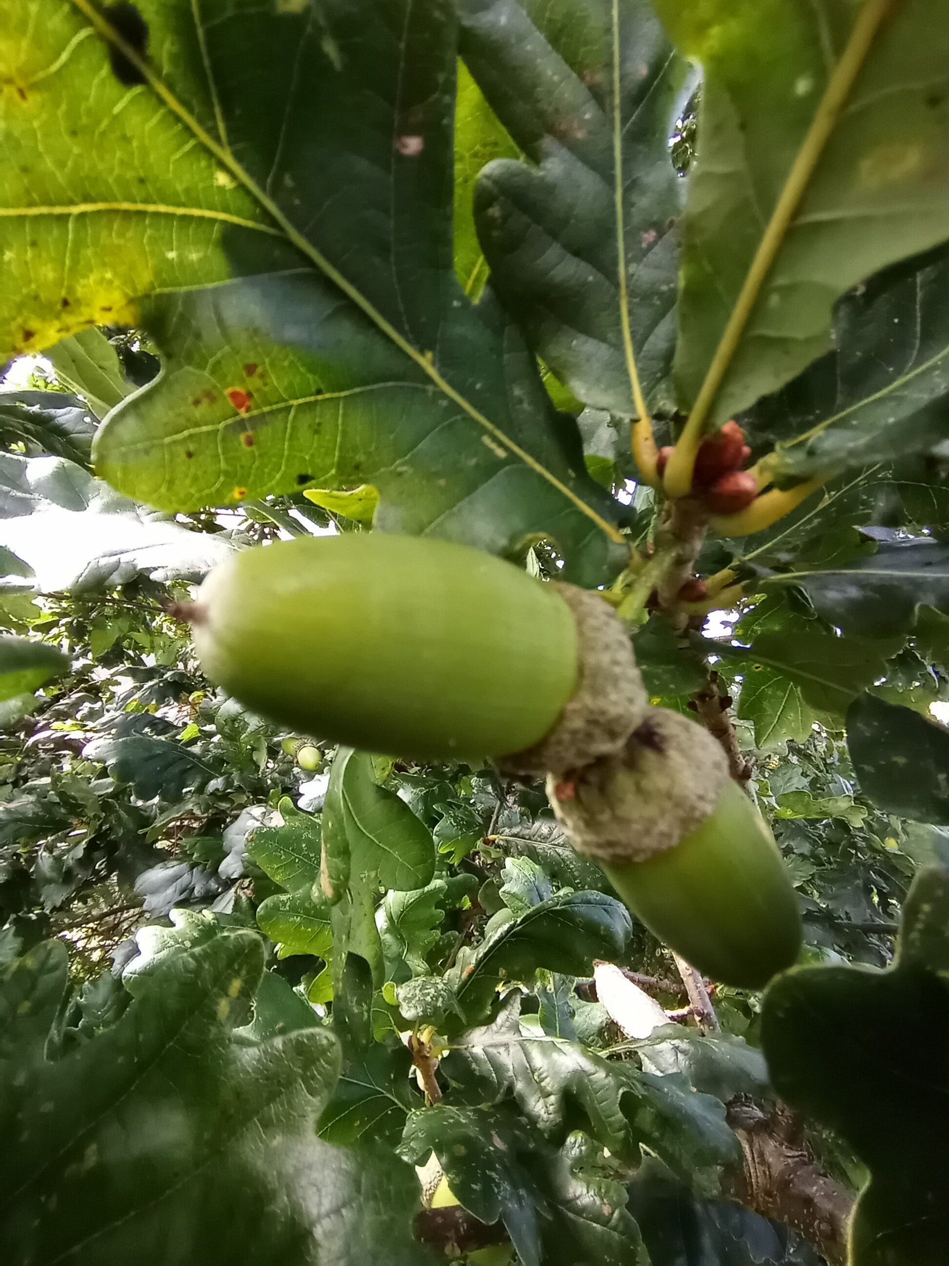 p-stylemargin-bottom-0cm-line-height-100spanBonjour-à-tous-mes