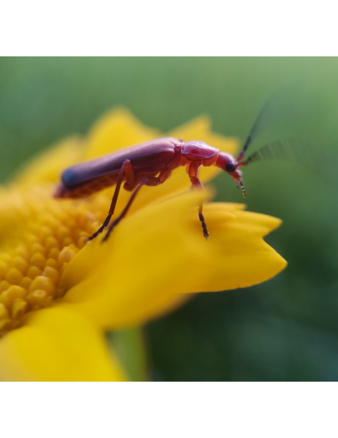 pspan-styleletter-spacing-009pxstrongem-styleBonjour-à-tous-mes-très