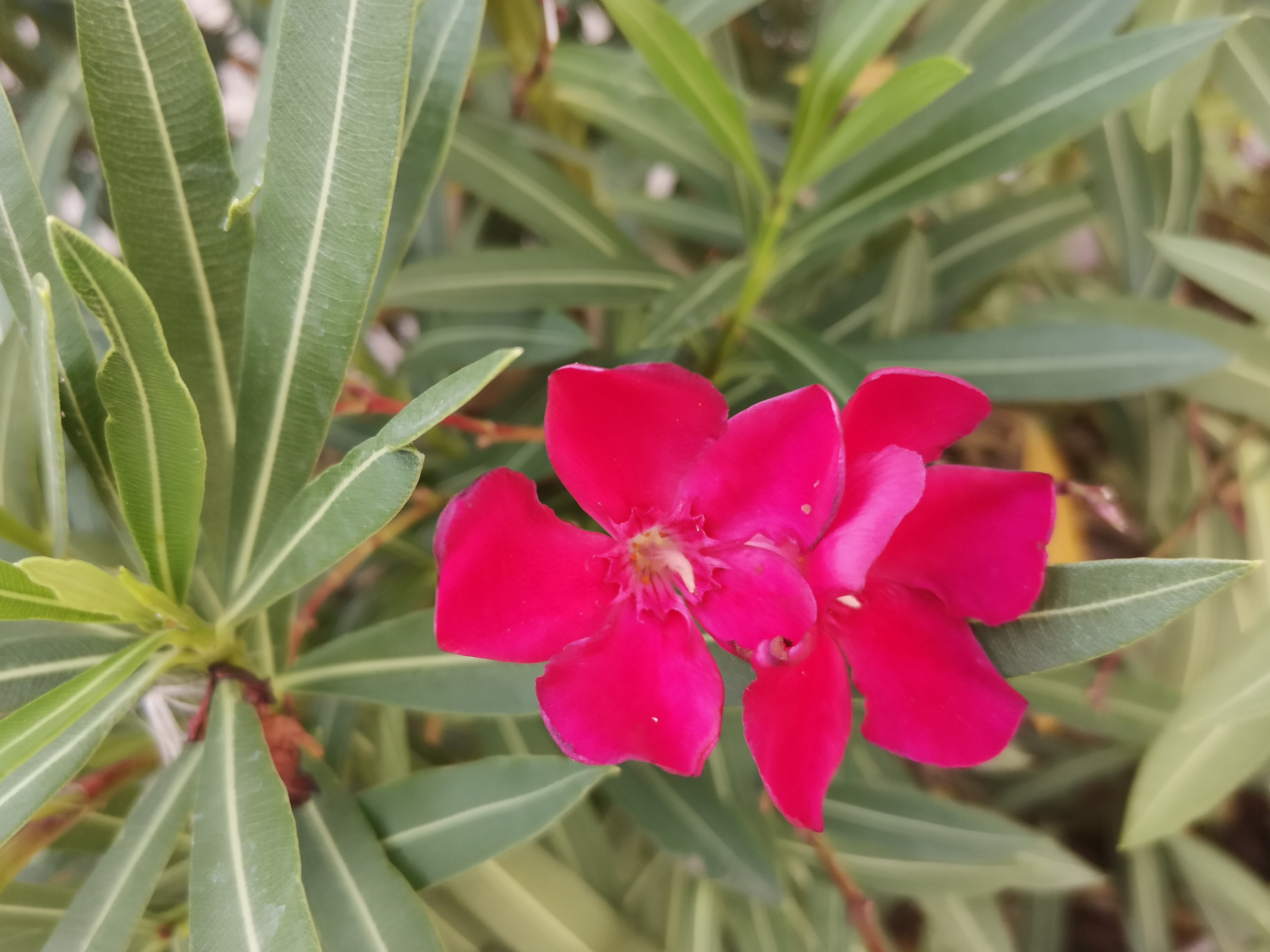 p-stylemargin-top-0px-margin-bottom-0px-max-width-100-overflow-wrap