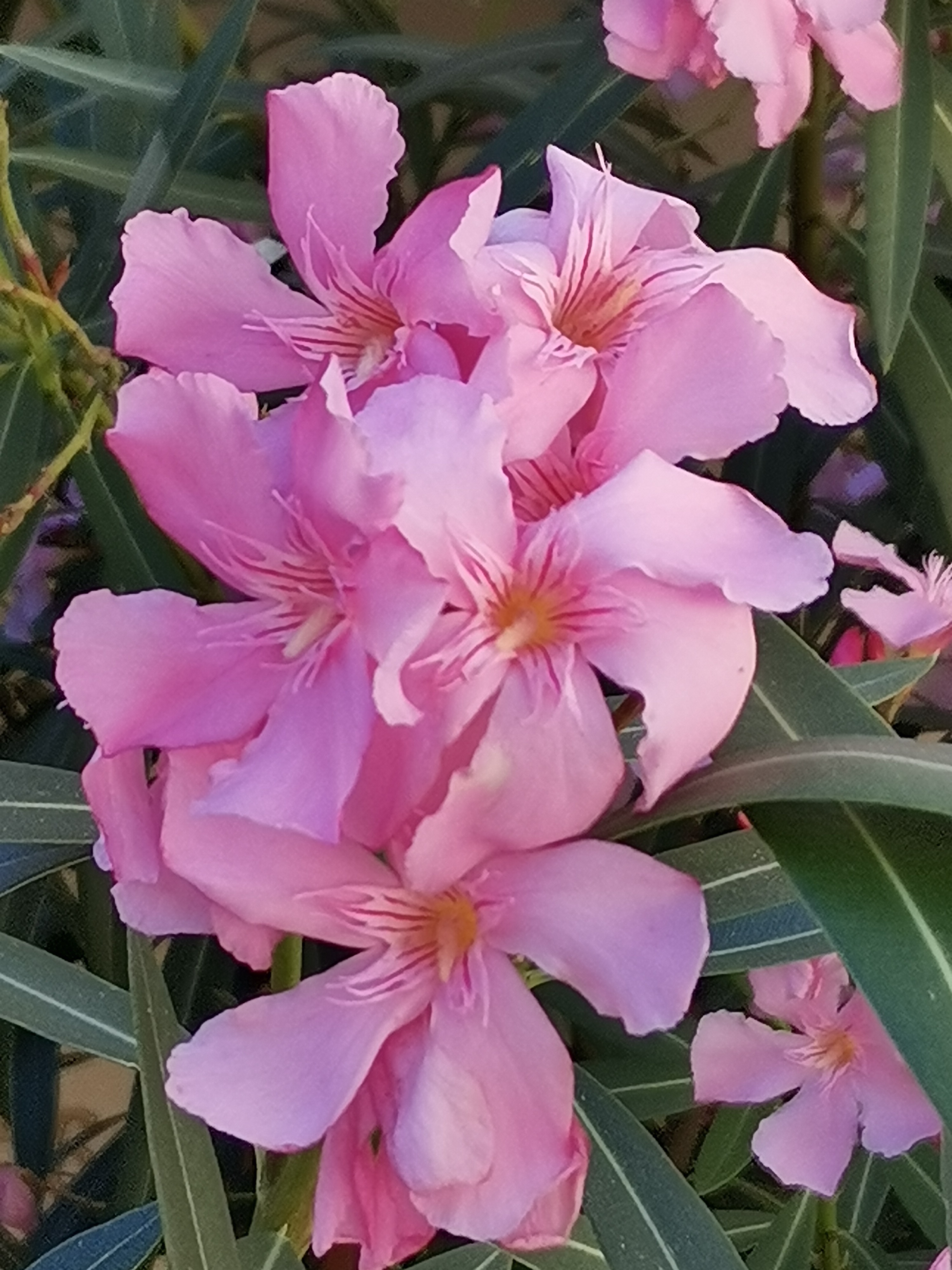 p-stylemargin-top-0px-margin-bottom-0px-max-width-100-overflow-wrap