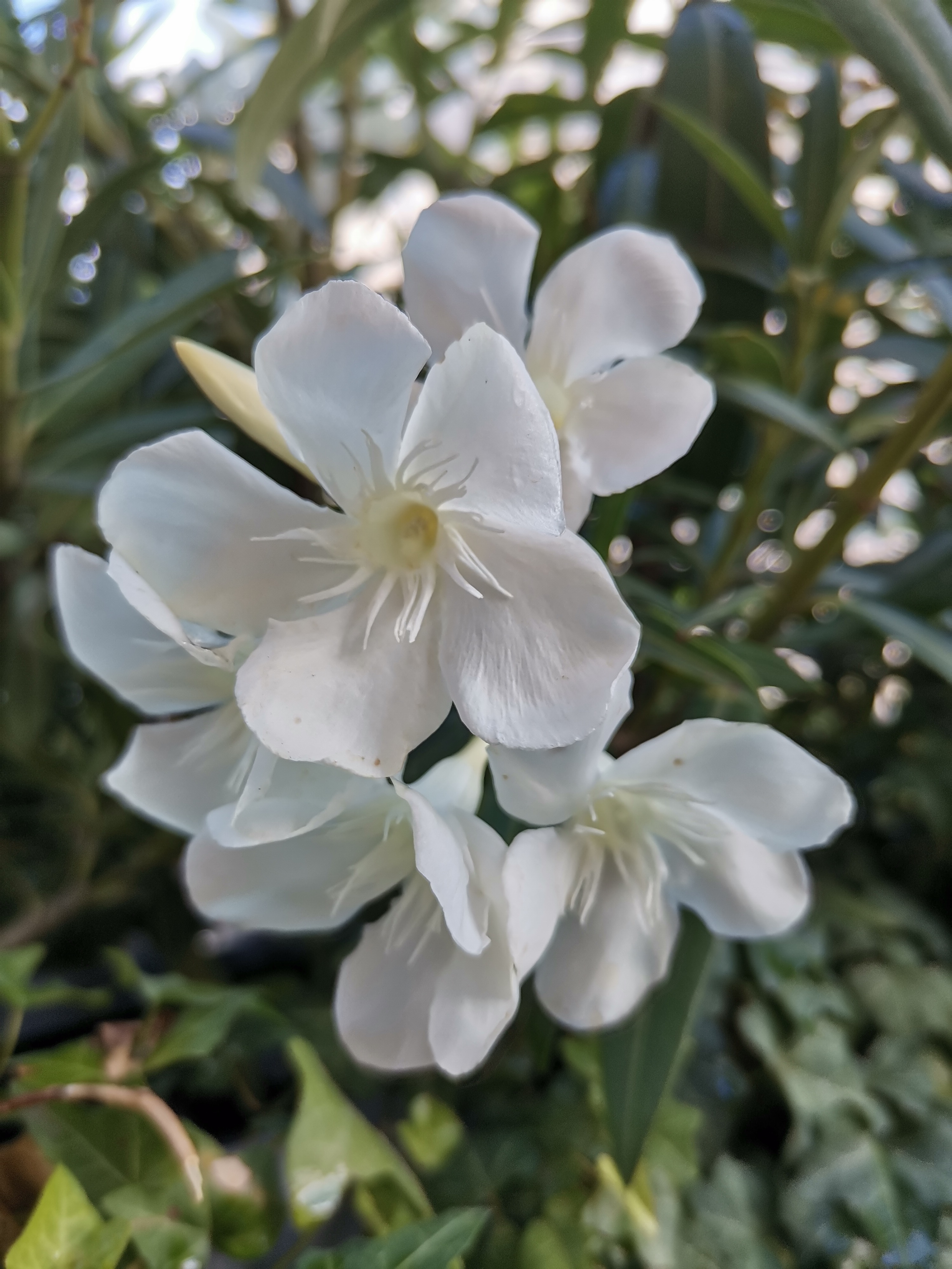 p-stylemargin-top-0px-margin-bottom-0px-max-width-100-overflow-wrap