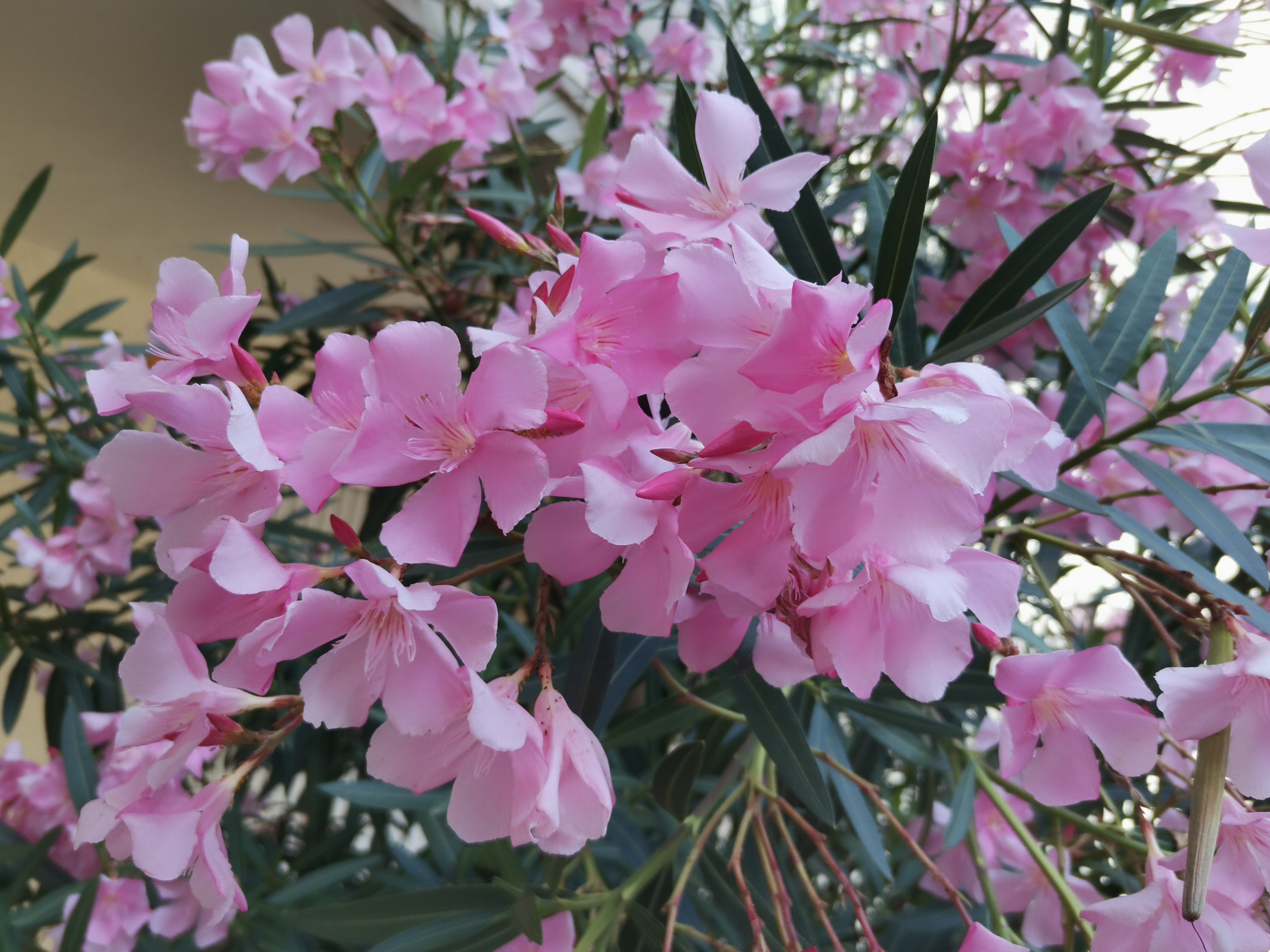 p-stylemargin-top-0px-margin-bottom-0px-max-width-100-overflow-wrap