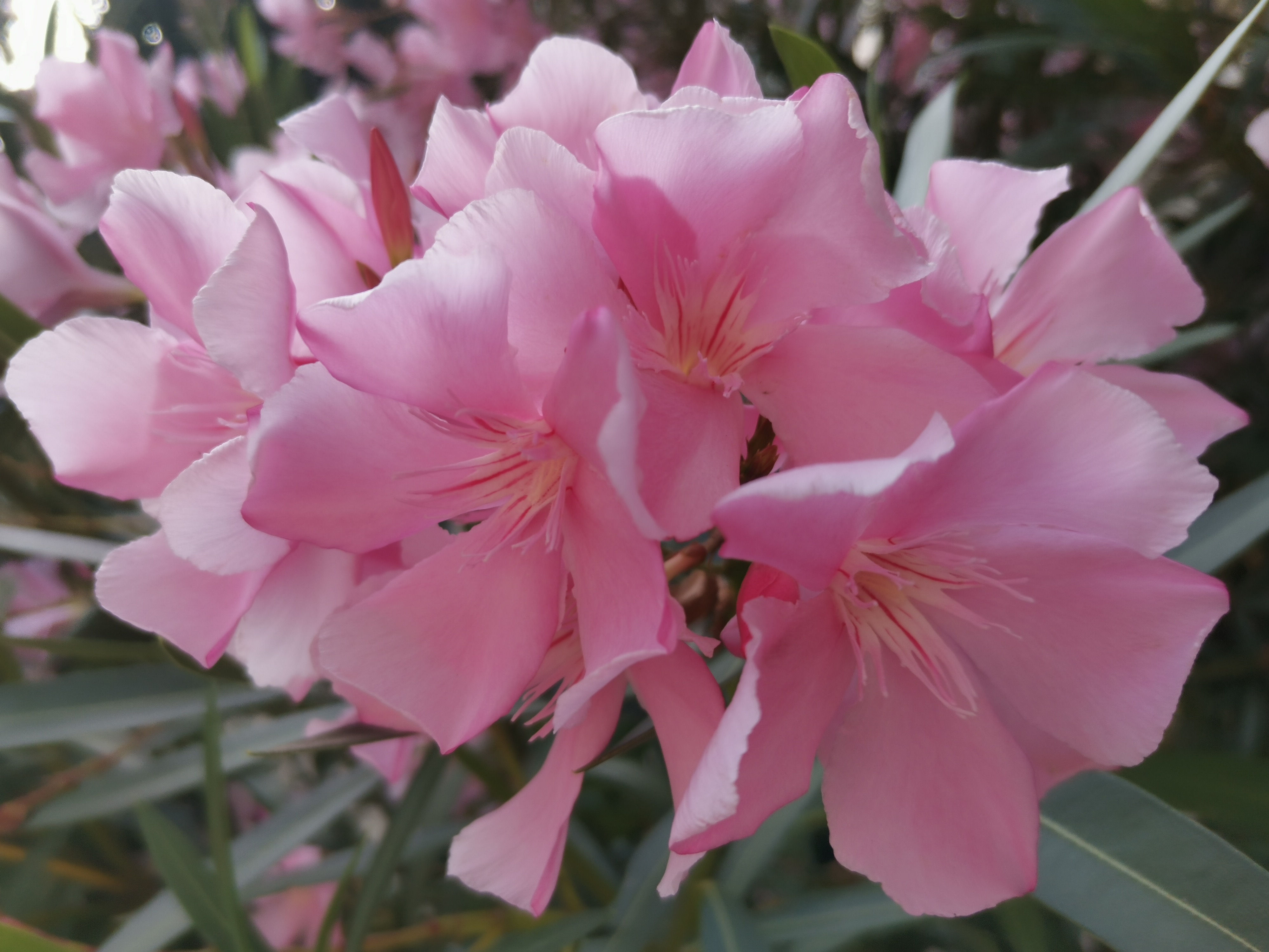 p-stylemargin-top-0px-margin-bottom-0px-max-width-100-overflow-wrap