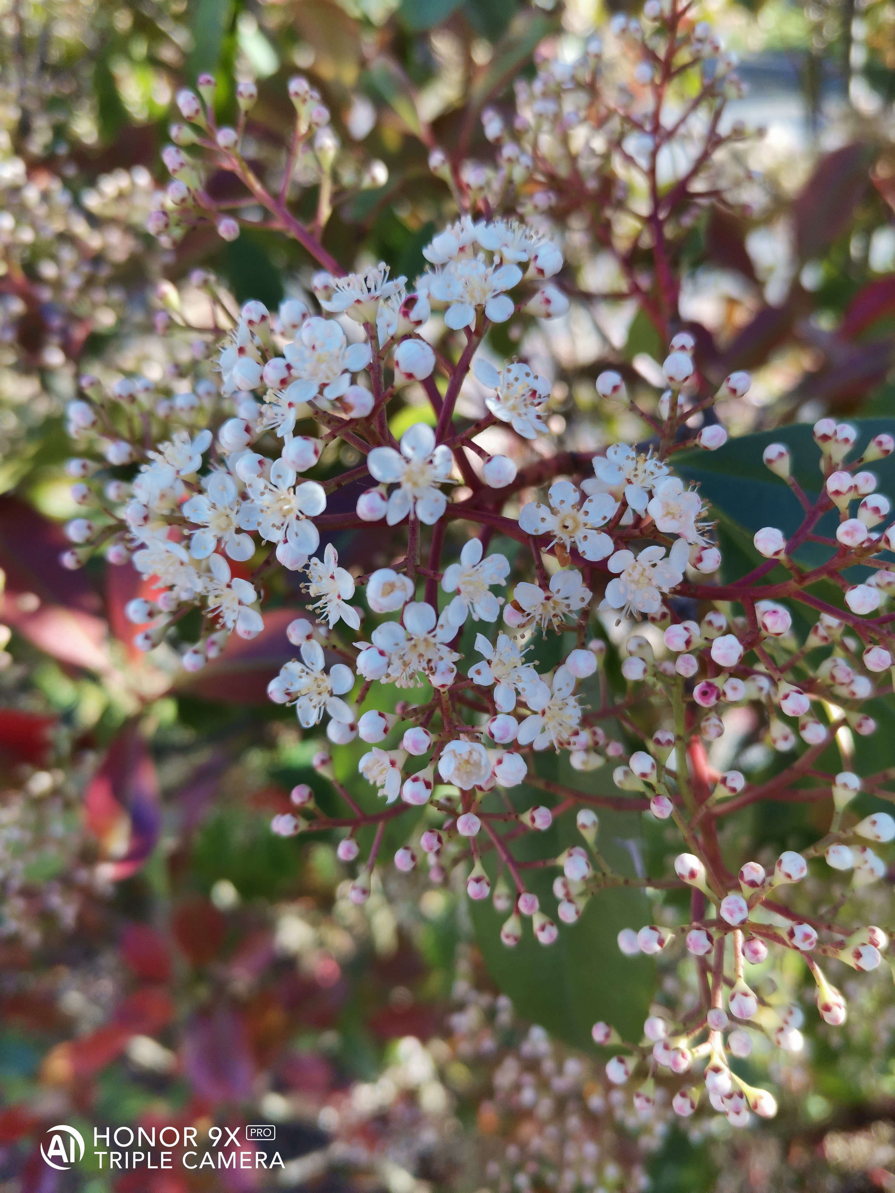 HONOR-9X-PRO-Un-excellent-photophone-