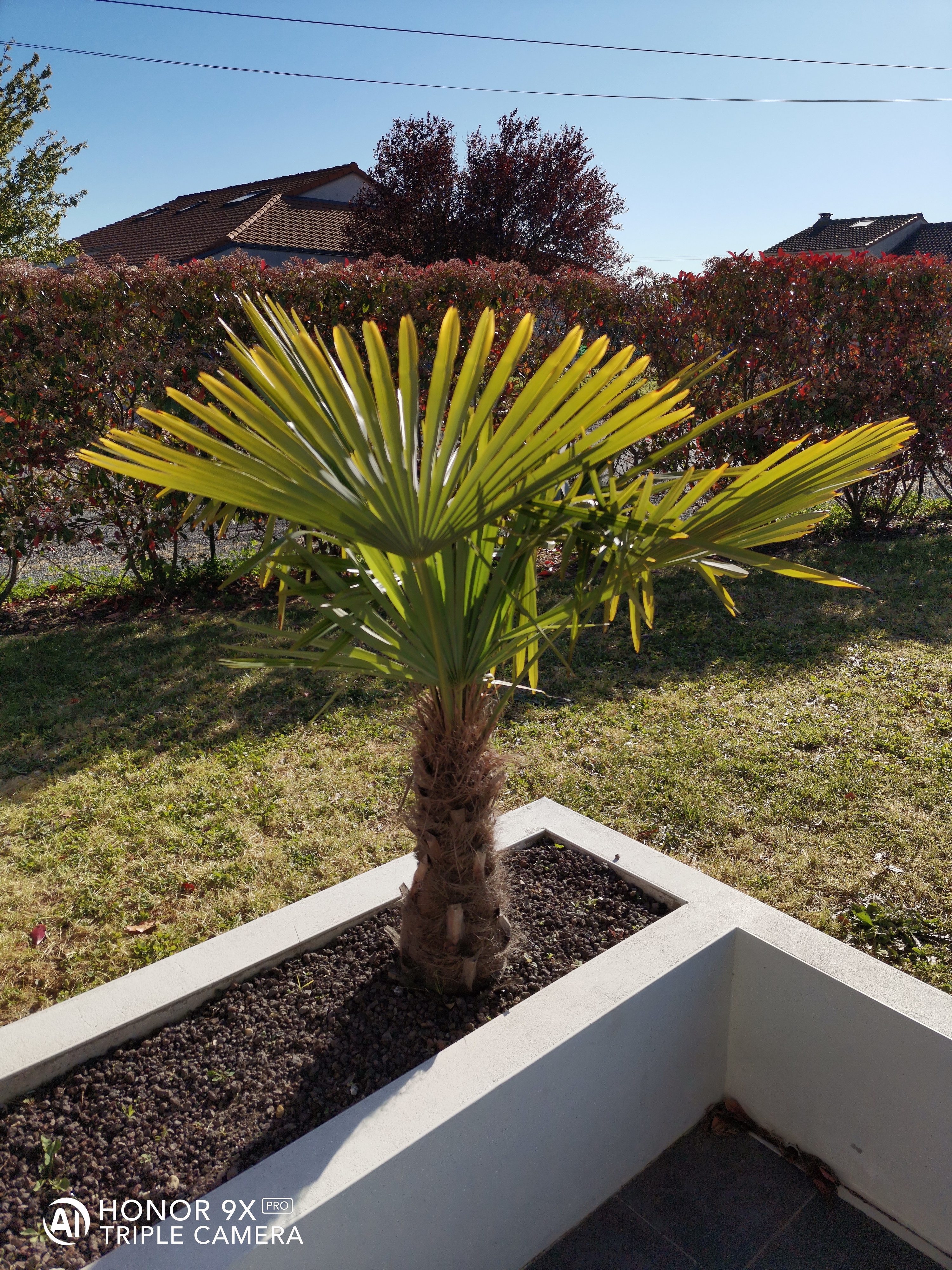 HONOR-9X-PRO-Un-excellent-photophone-