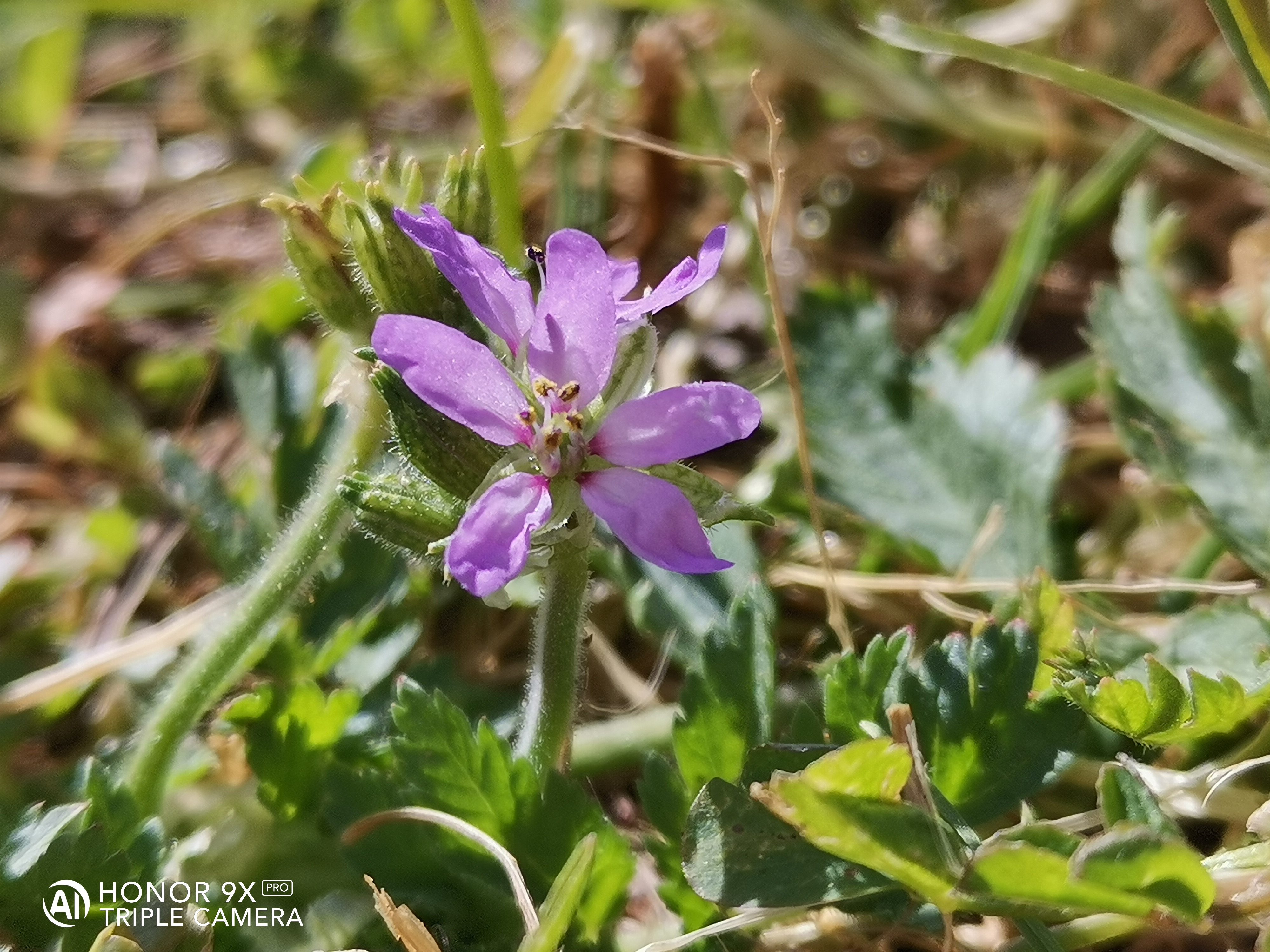 HONOR-9X-PRO-Un-excellent-photophone-