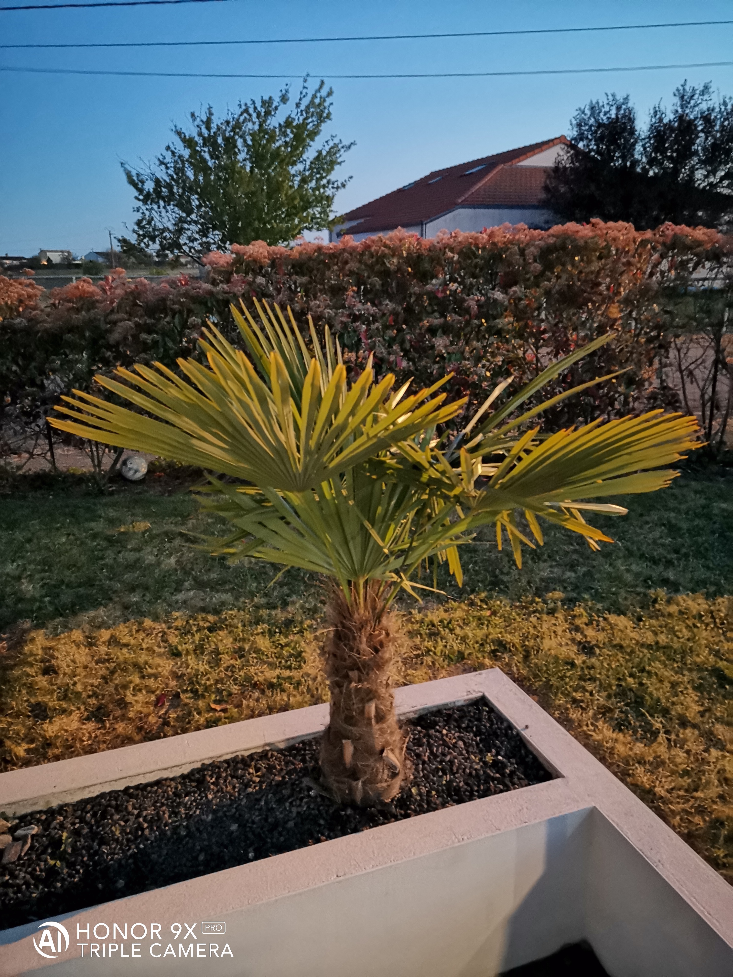 HONOR-9X-PRO-Un-excellent-photophone-