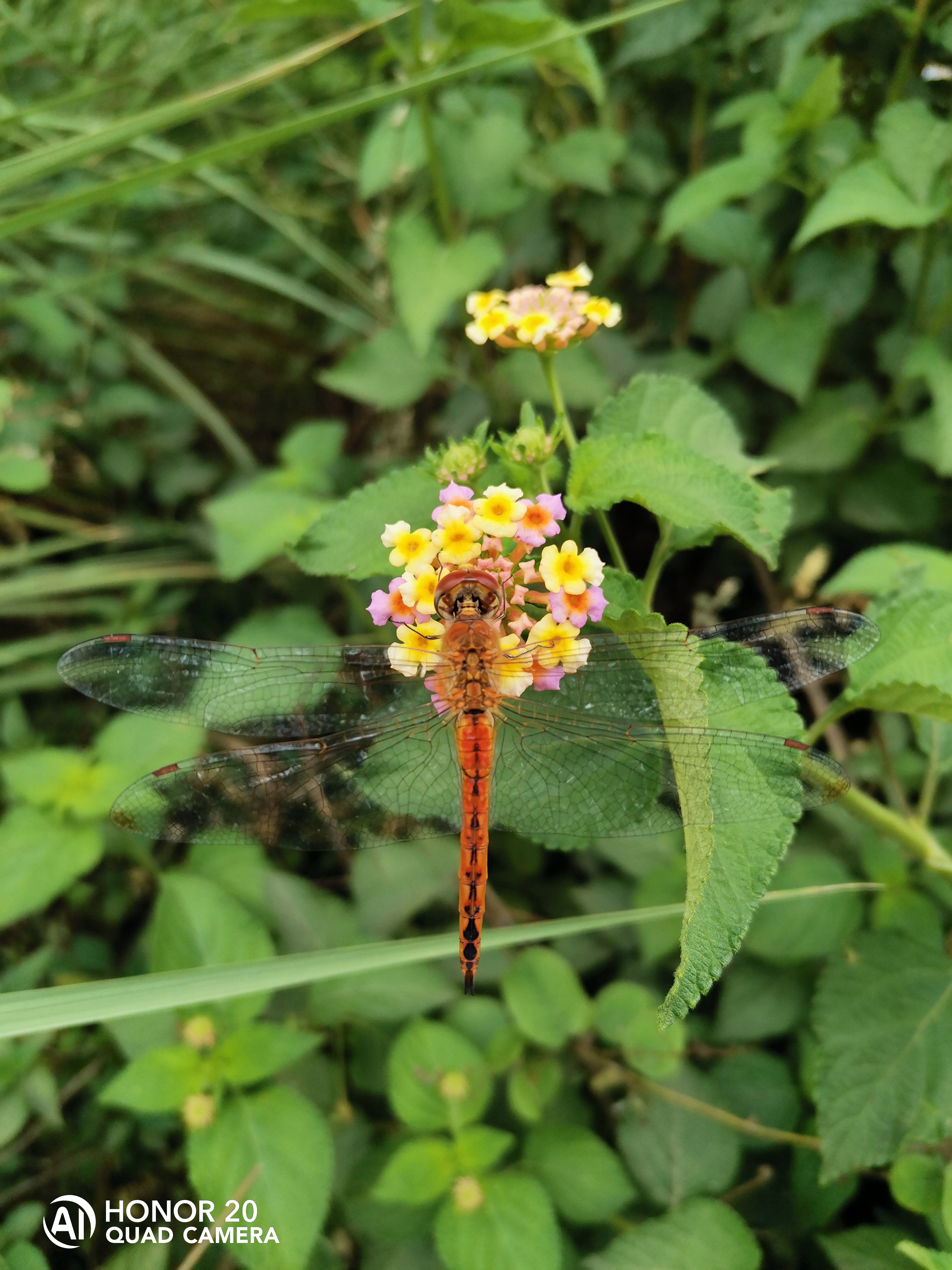 Photographies-Photos-avec-le-mode-macro-du-HONOR-20