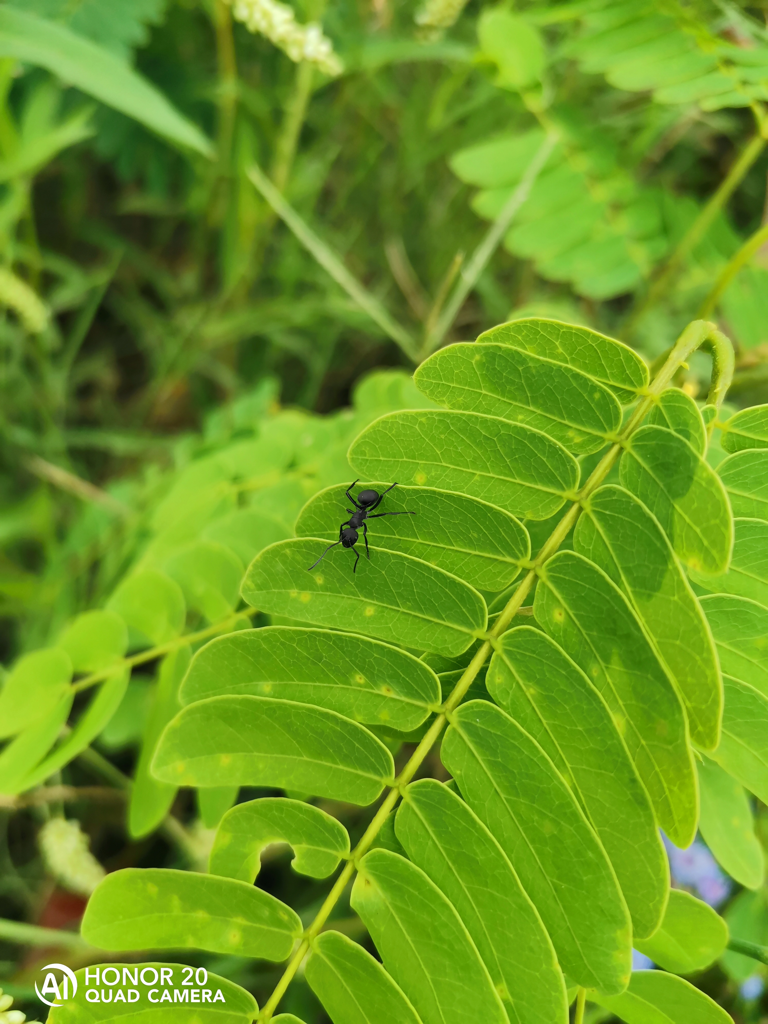 Photographies-Photos-avec-le-mode-macro-du-HONOR-20