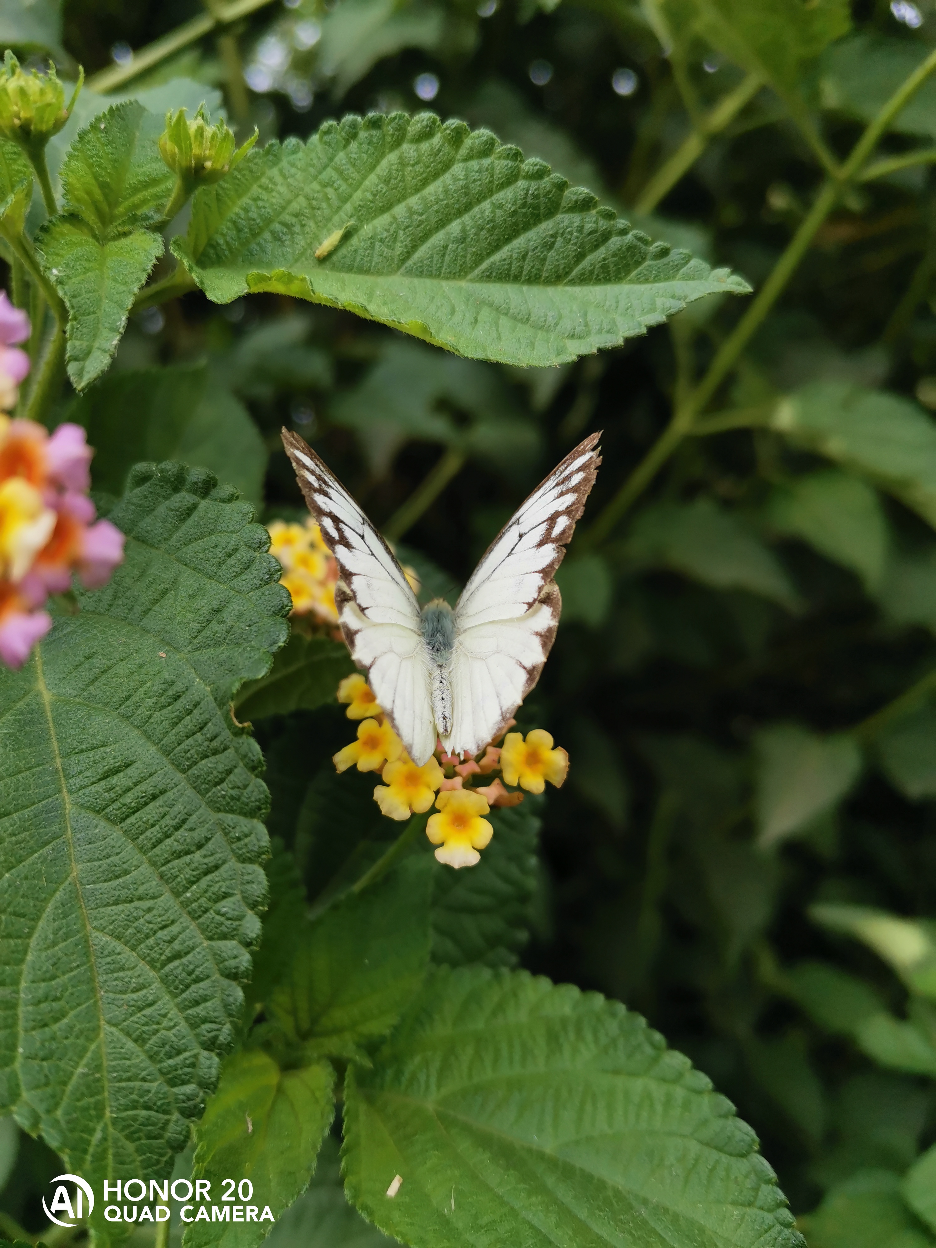 Photographies-Photos-avec-le-mode-macro-du-HONOR-20