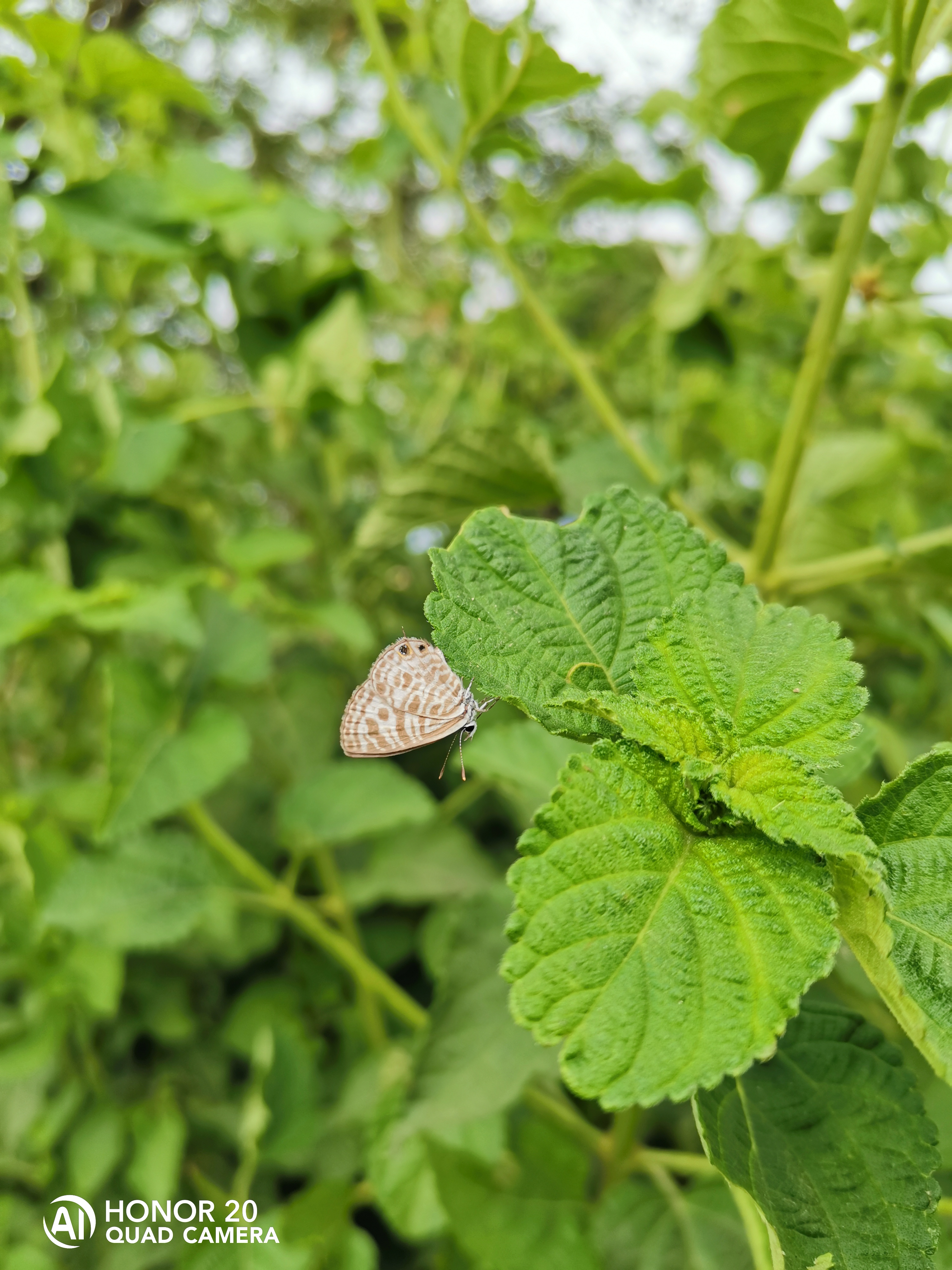 Photographies-Photos-avec-le-mode-macro-du-HONOR-20