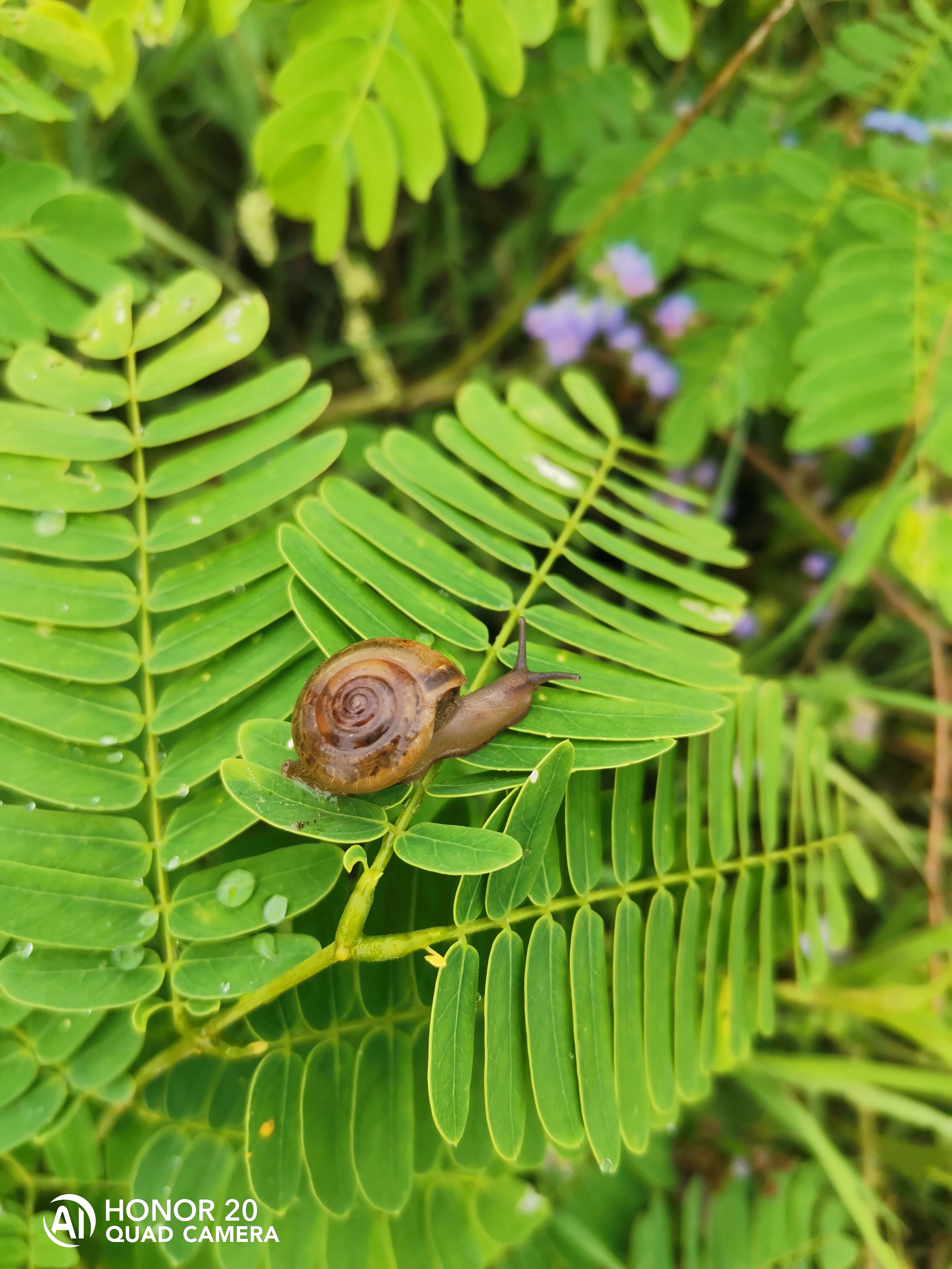 Photographies-Photos-avec-le-mode-macro-du-HONOR-20