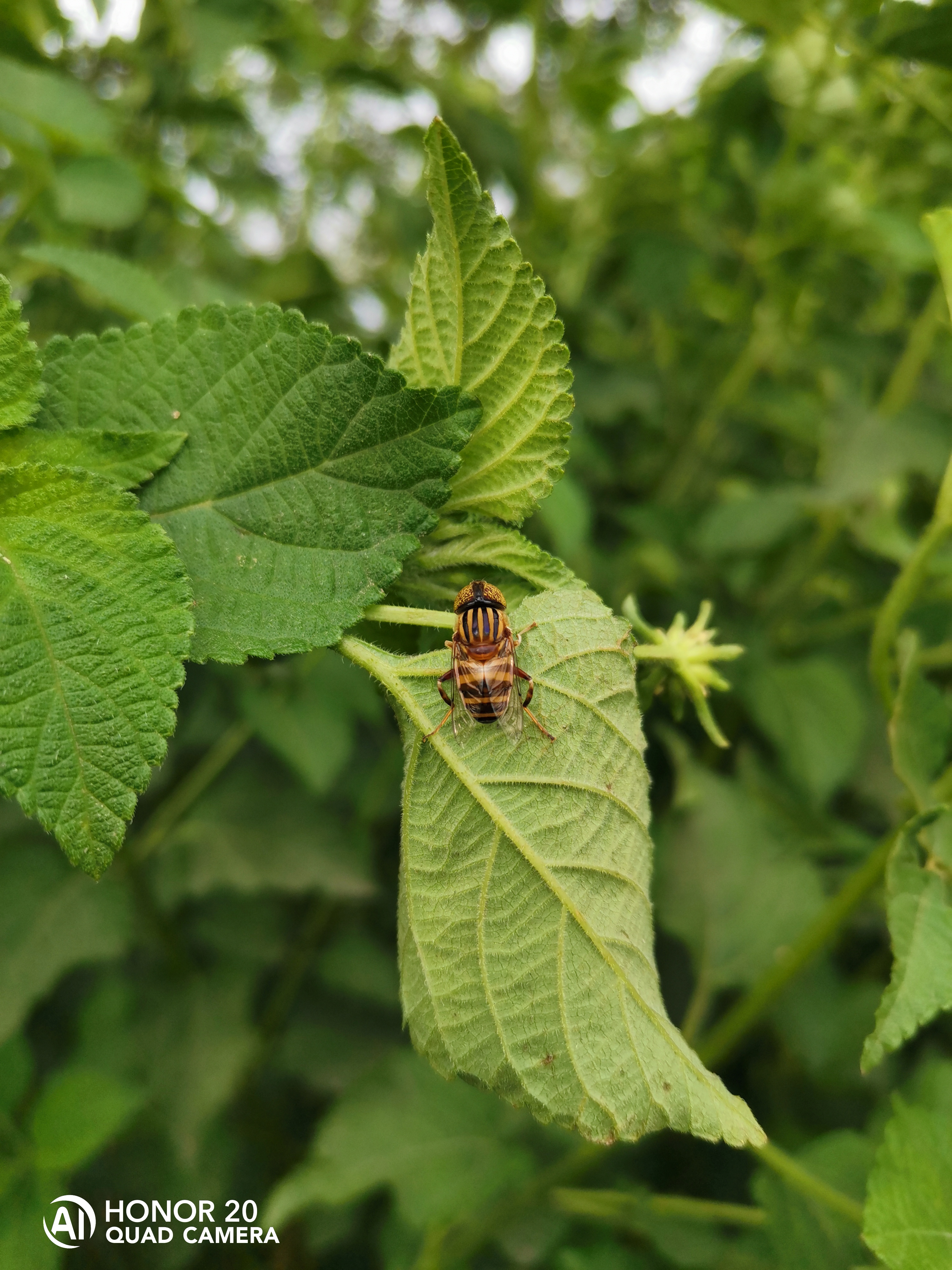 Photographies-Photos-avec-le-mode-macro-du-HONOR-20