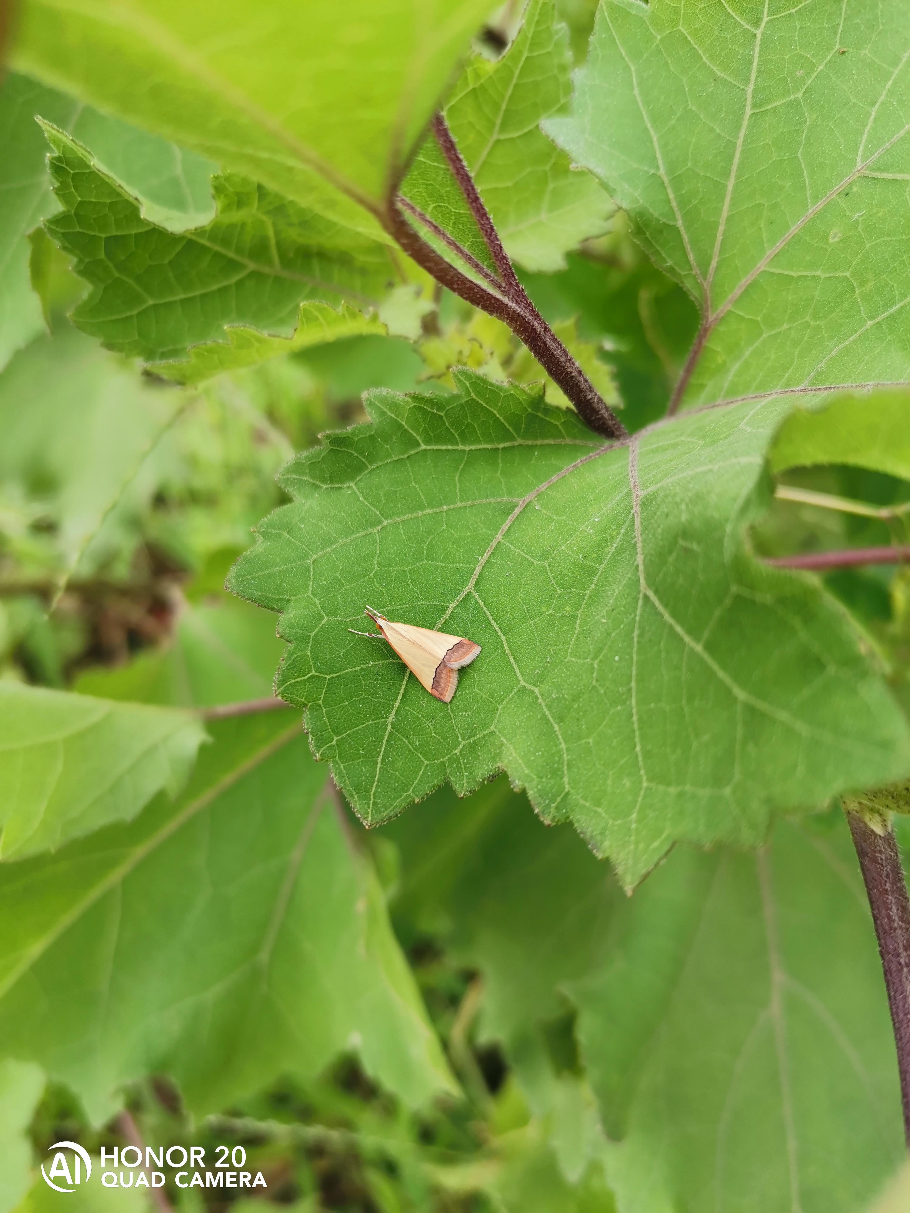 Photographies-Photos-avec-le-mode-macro-du-HONOR-20