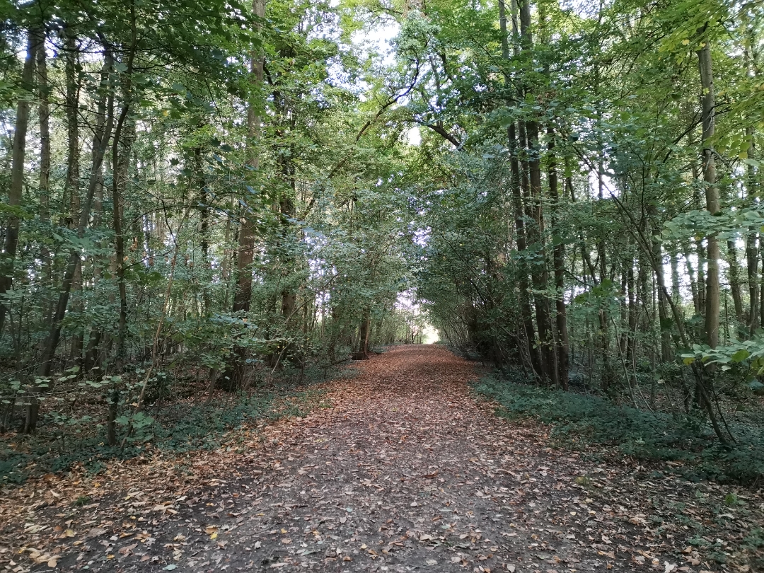 pimg-srchttpsiforum-dechihonorcomfrdataimages2020926827741cb-562f-4026