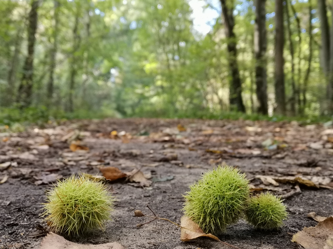 pimg-srchttpsiforum-dechihonorcomfrdataimages2020926827741cb-562f-4026