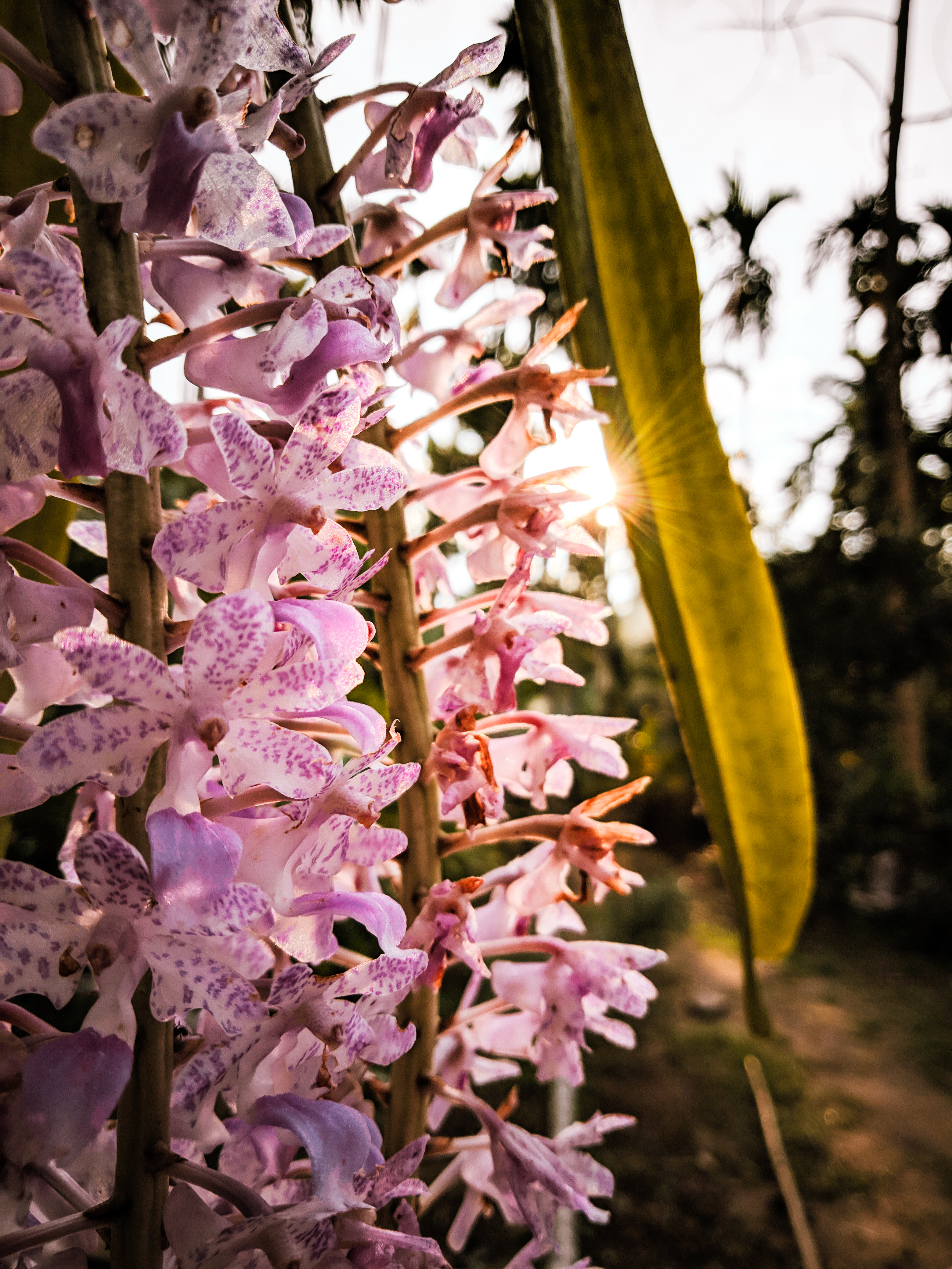 PHOTOGRAPHIE-Les-couchés-de-soleils-vus-par-le-HONOR-9-Lite