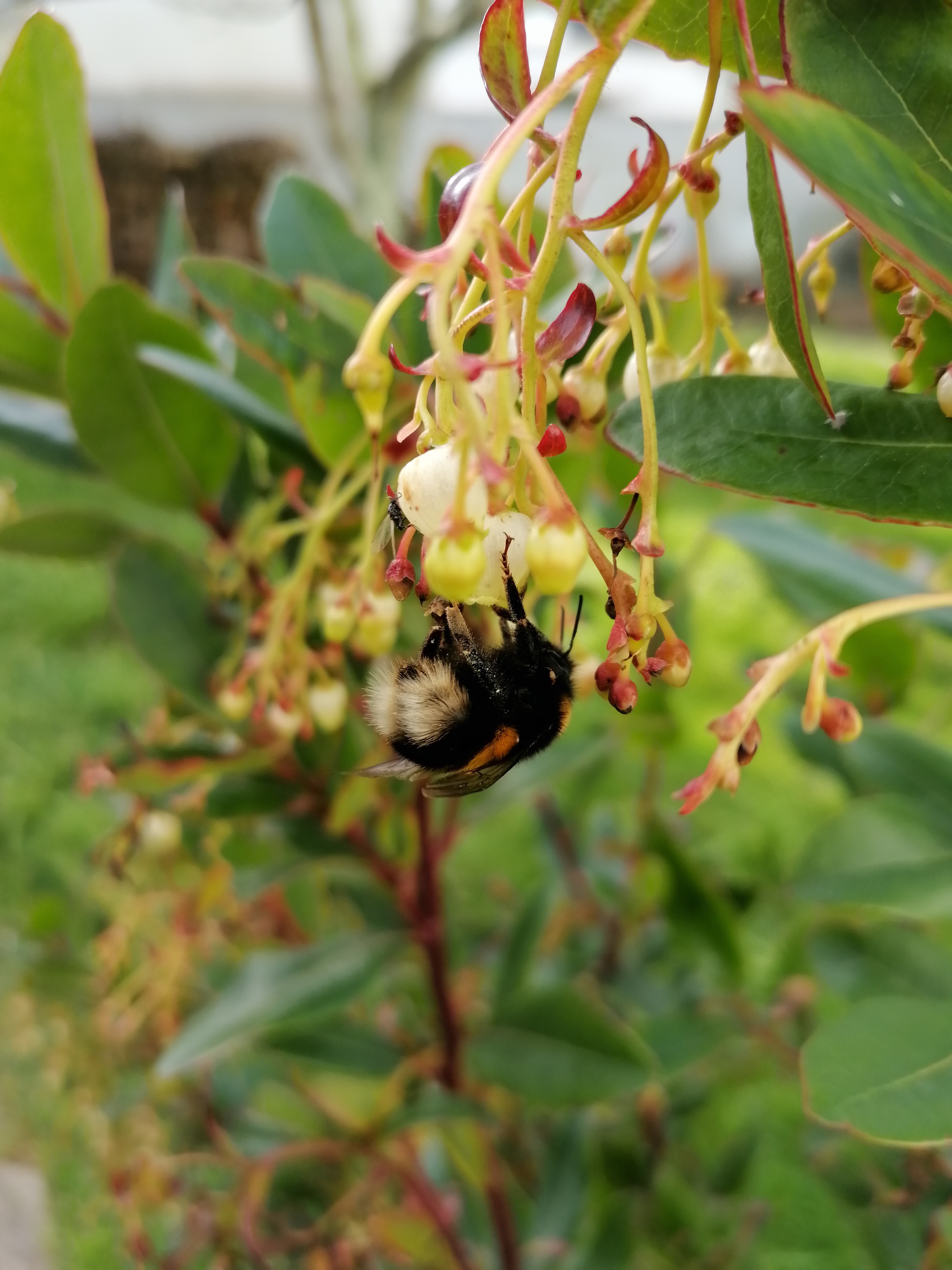 pspanstrongBonjour-à-tous-mes-chers