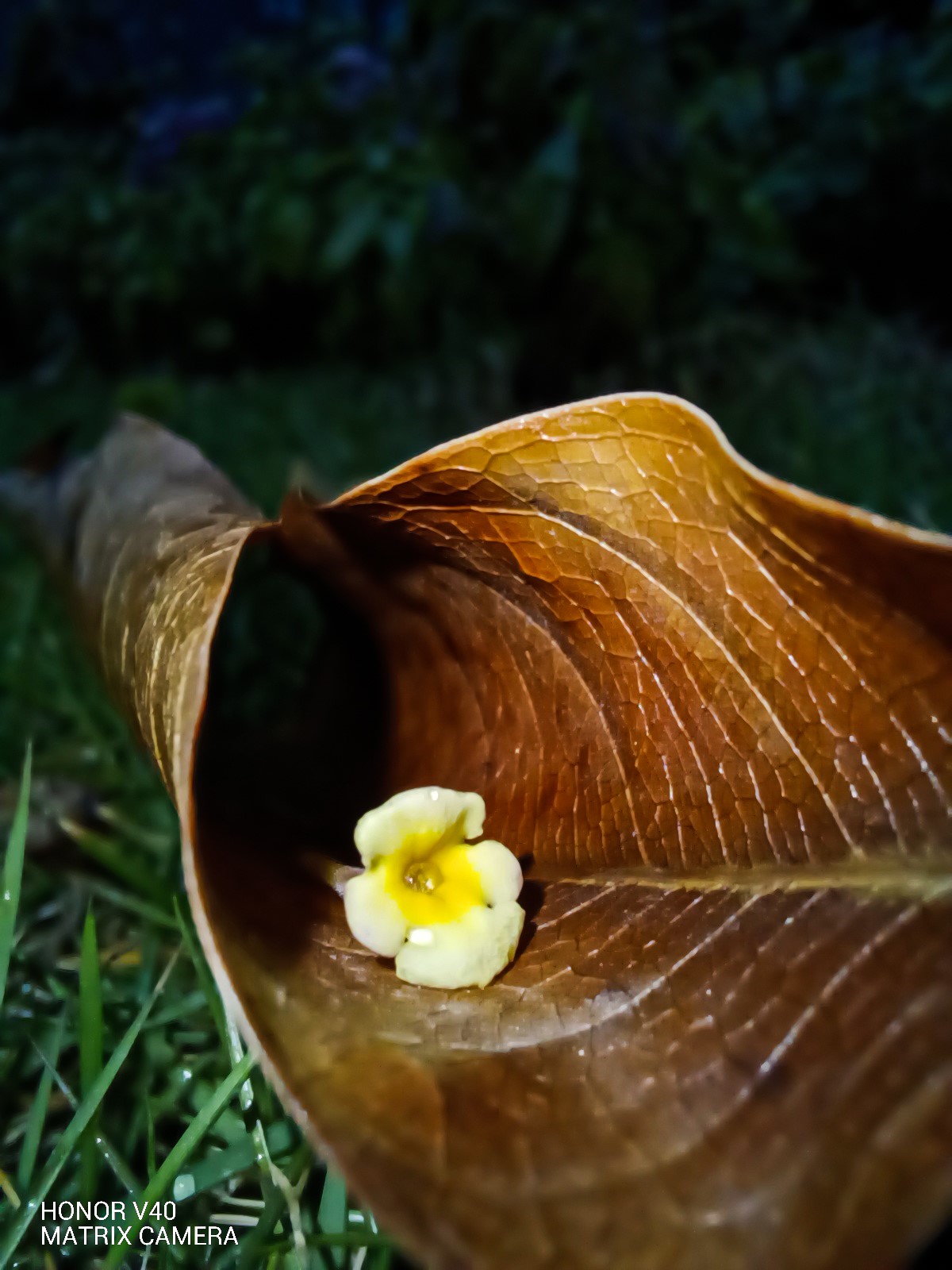 pspanLe-HONOR-V40-est-équipé-de-3-caméras-de-forme-rectangulaire---la