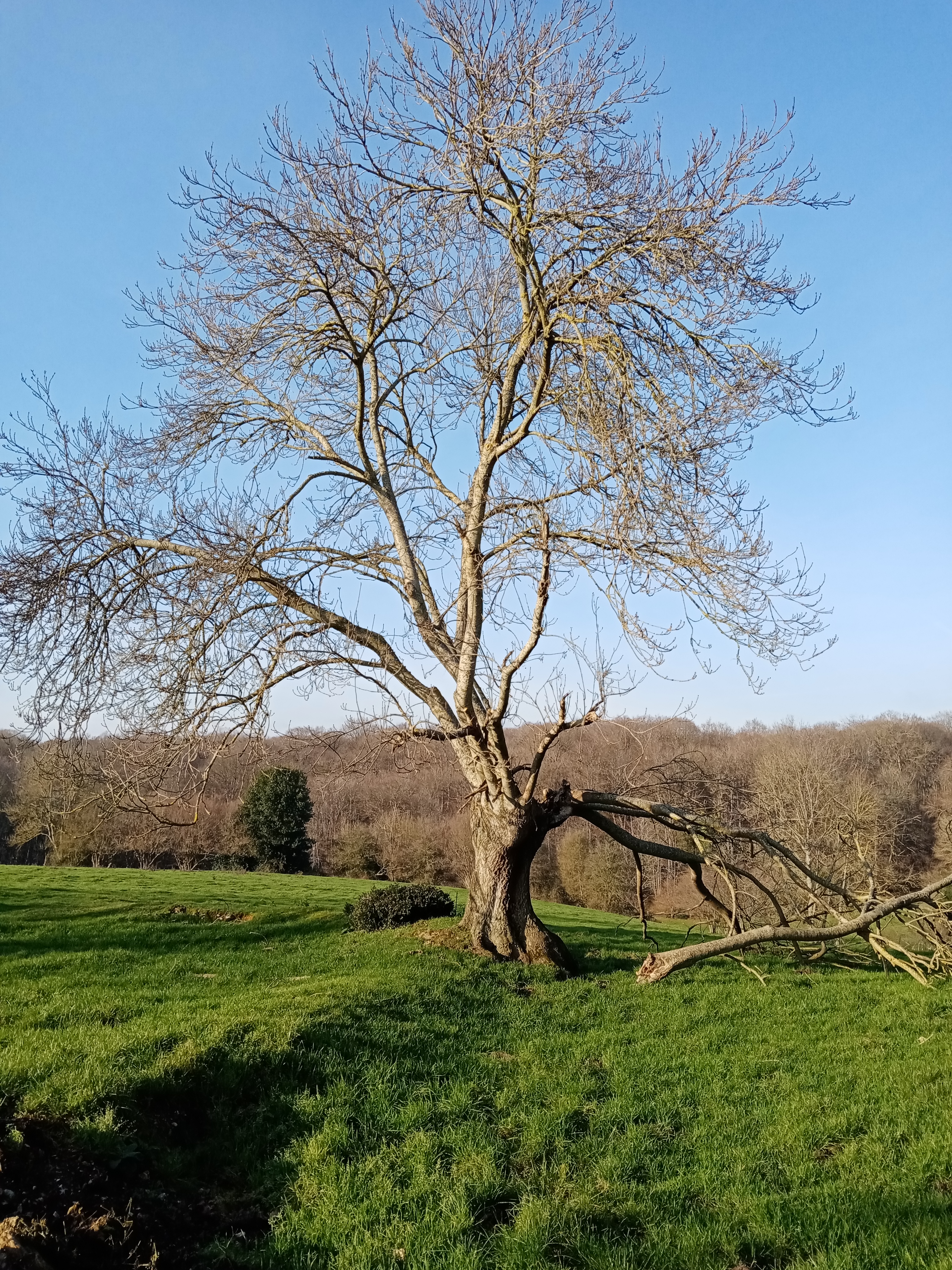 pBonjour-brbrPour-ce-nouveau-concours-Tentez-le-définbsp-Honornbsp-je