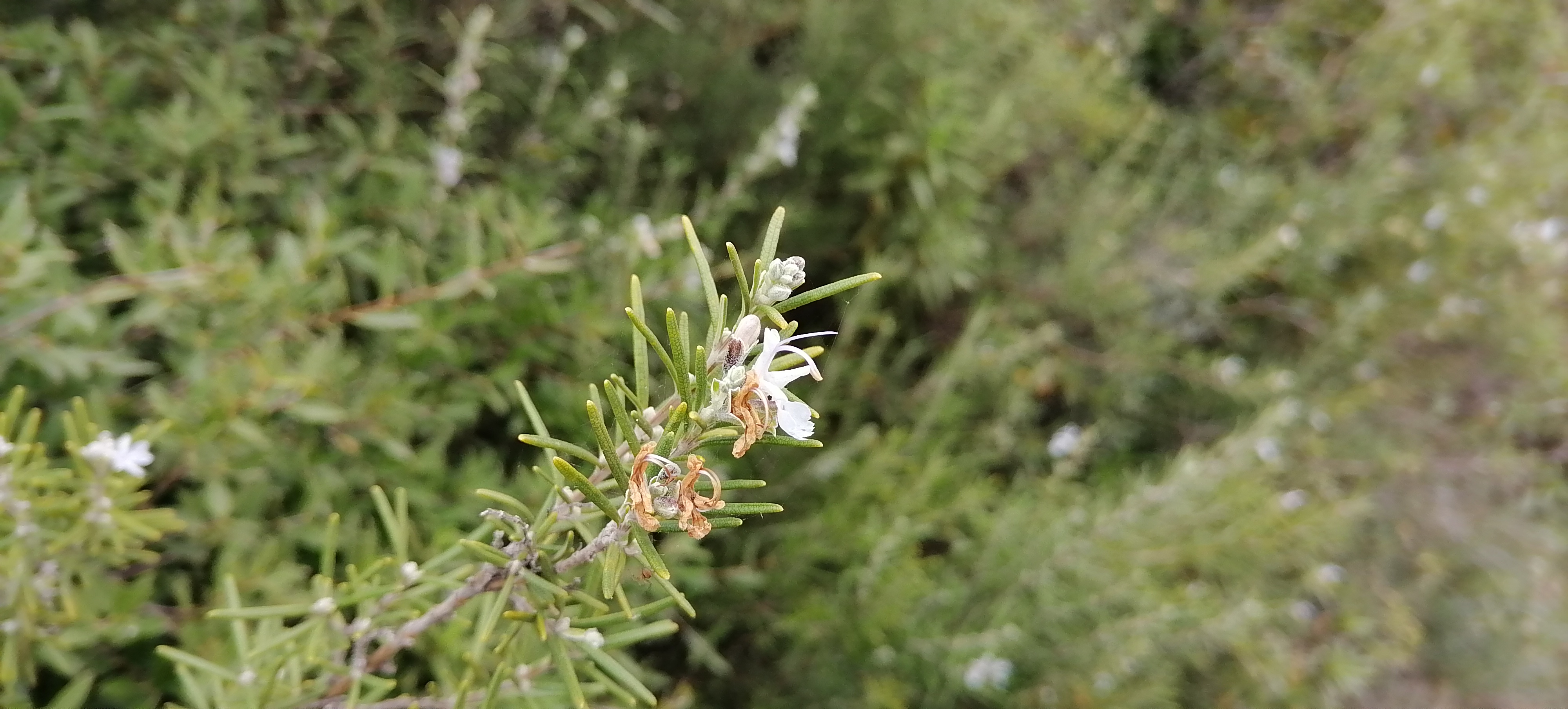 pspanBonjour-aujourdhui-je-vais-vous-parler-des-performances-photos-du