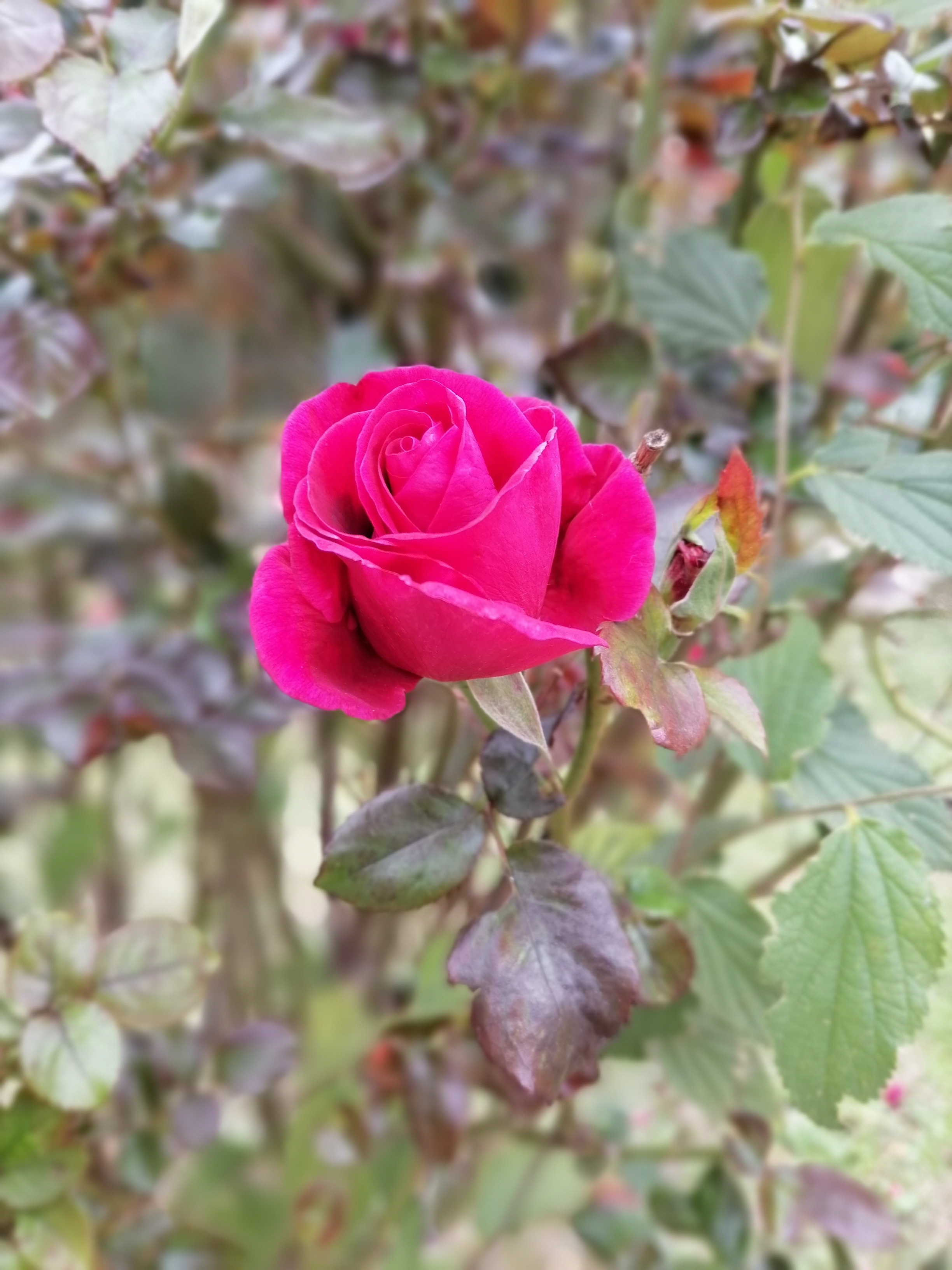 pspanBonjour-aujourdhui-je-vais-vous-parler-des-performances-photos-du