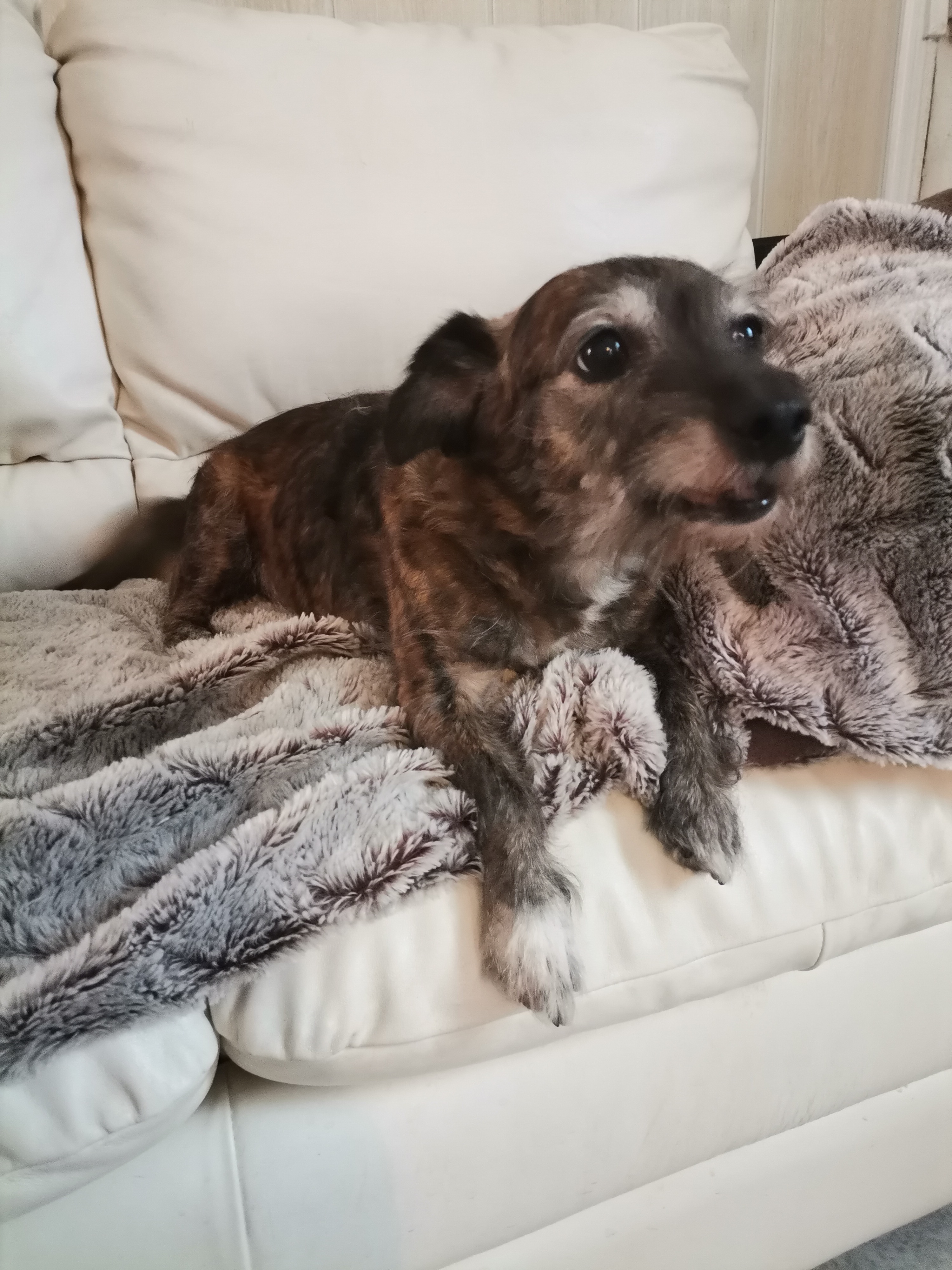 pimg-srchttpsiforum-dechihonorcomfrdataimages20211038a9293d1-547c-4fab