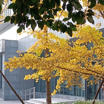 pspan-stylefont-size18pxspanBonjour-à-tous-les-fans-dHONOR