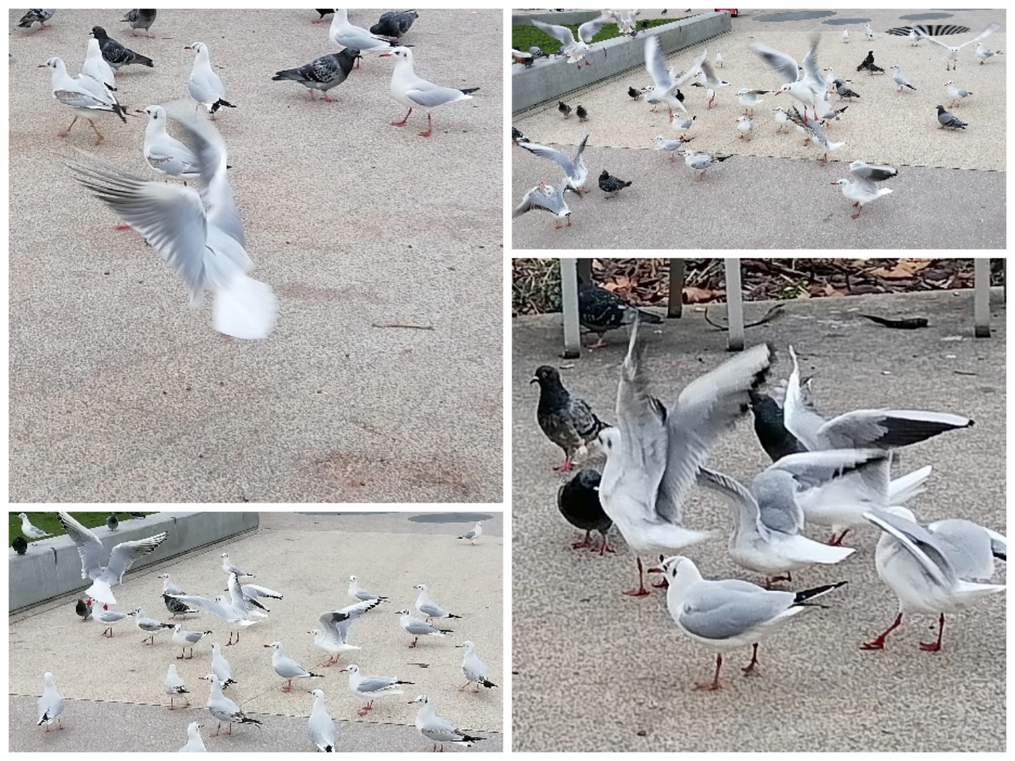 pimg-srchttpsiforum-dechihonorcomfrdataimages202121450803bb4-99b1-4a82