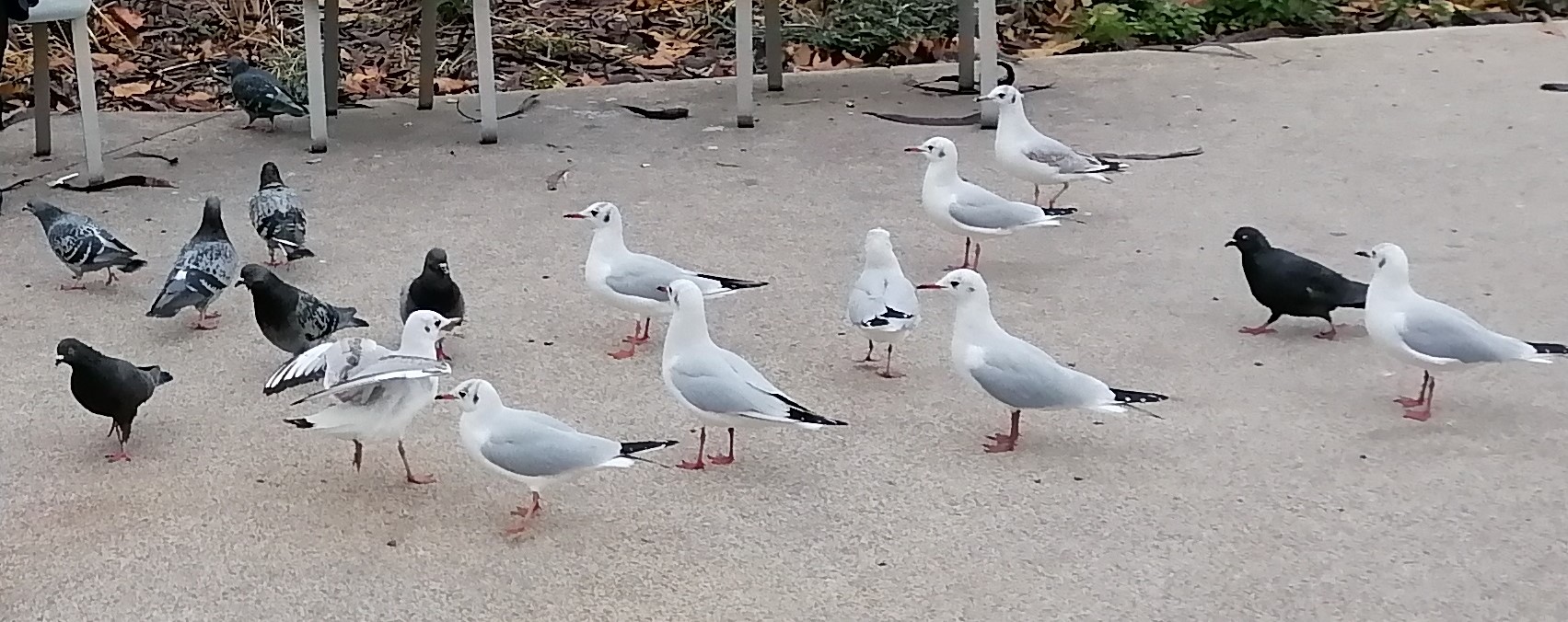 pimg-srchttpsiforum-dechihonorcomfrdataimages202121450803bb4-99b1-4a82