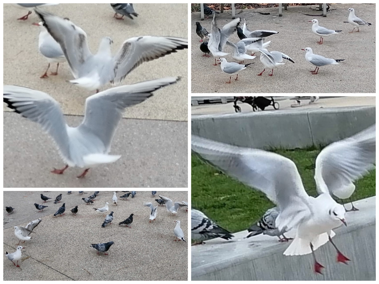 pimg-srchttpsiforum-dechihonorcomfrdataimages202121450803bb4-99b1-4a82