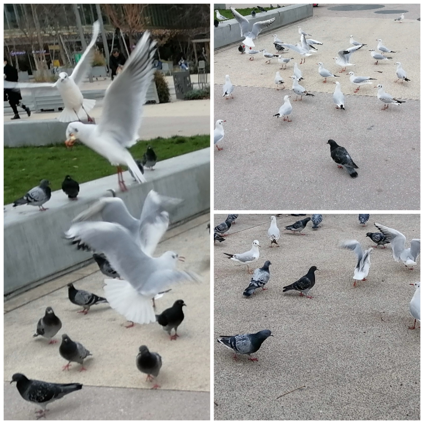 pimg-srchttpsiforum-dechihonorcomfrdataimages202121450803bb4-99b1-4a82